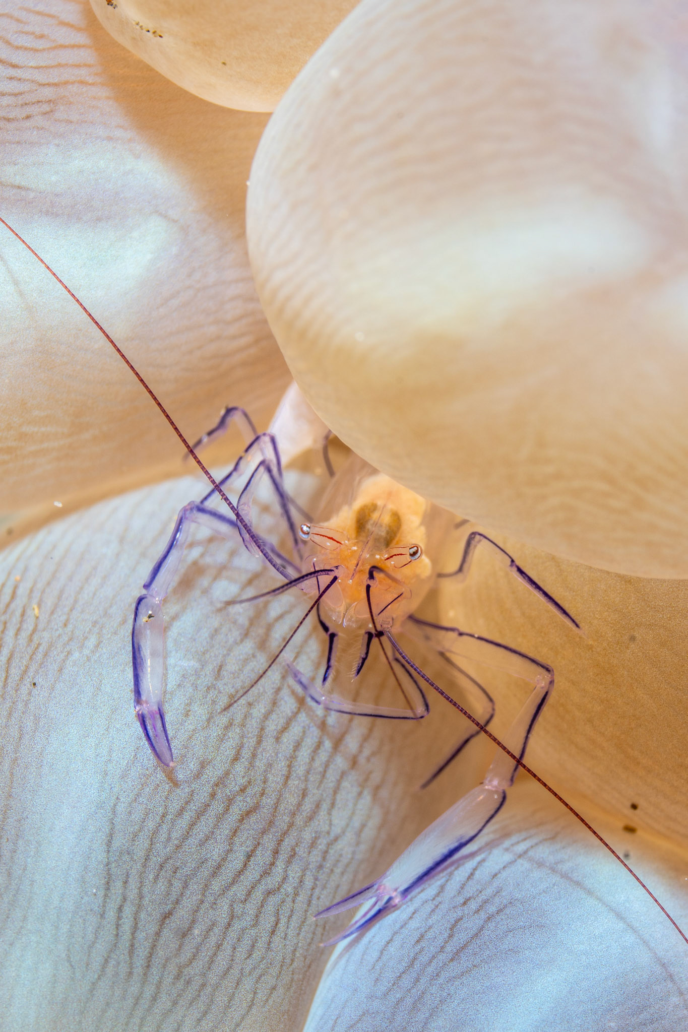 Bubble coral shrimp