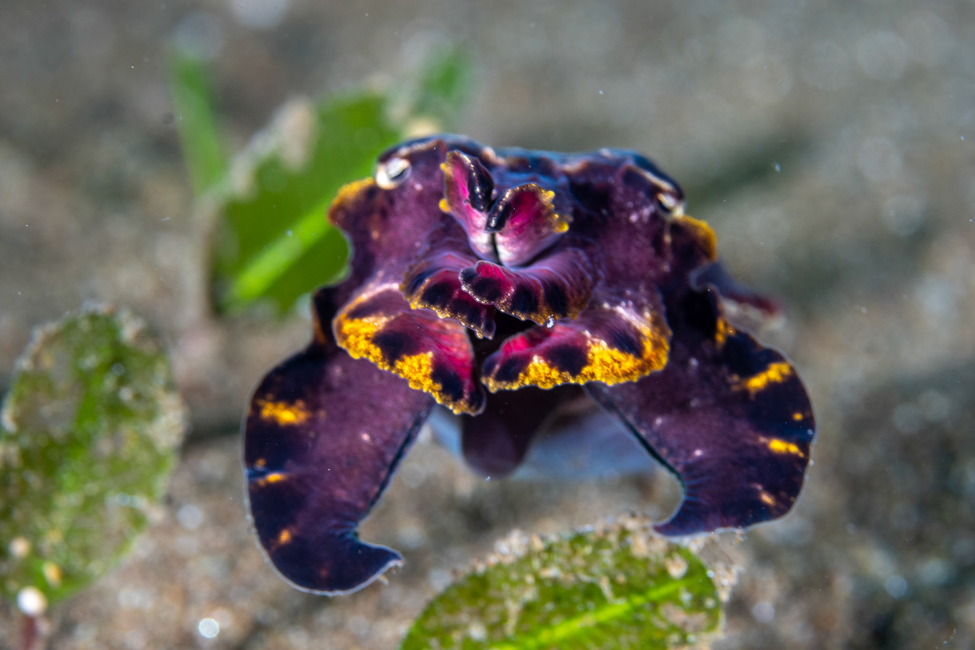 Flamboyant Cuttlefish