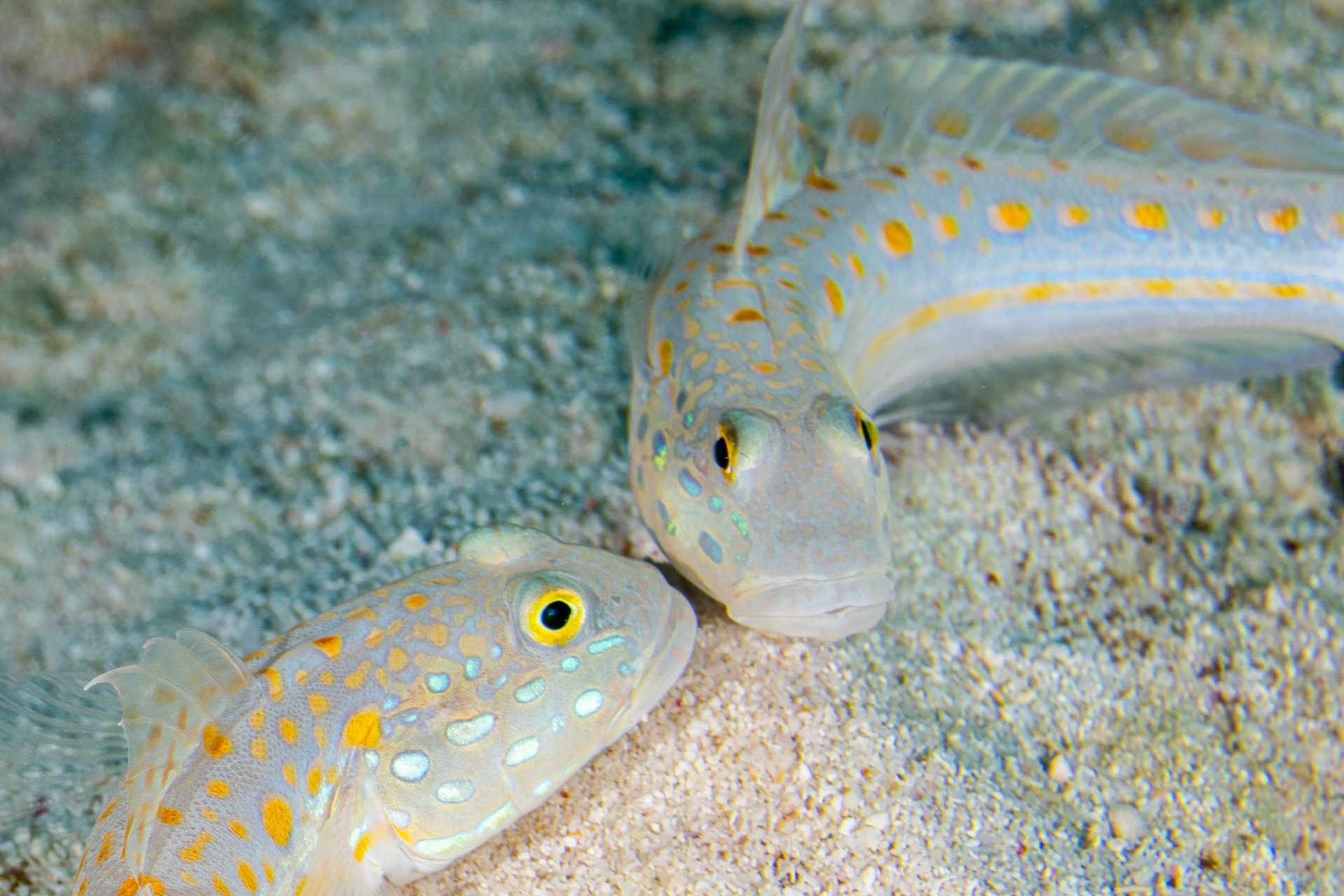 Spotted Shrimp Goby