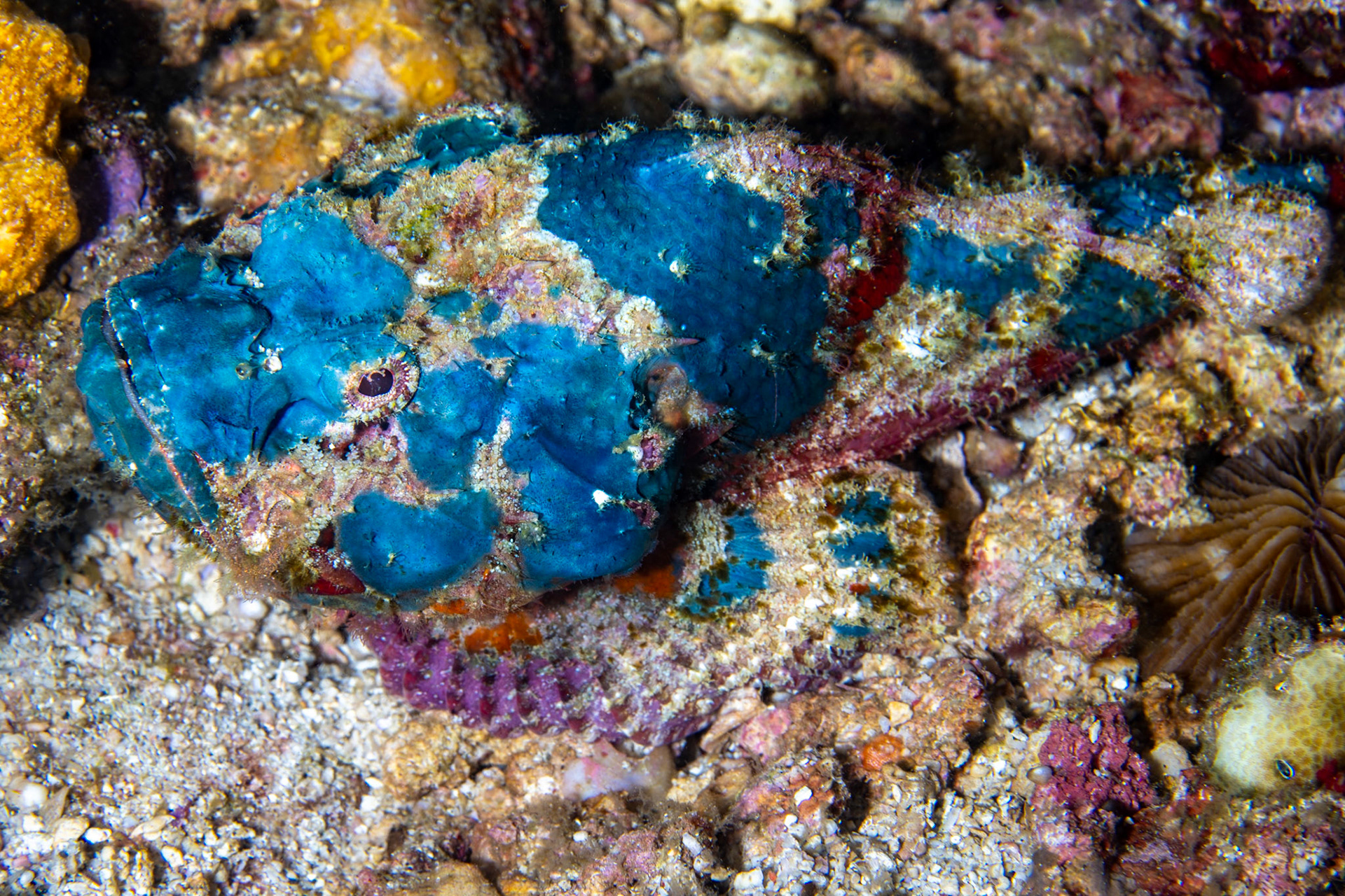 Blue Scorpion fish