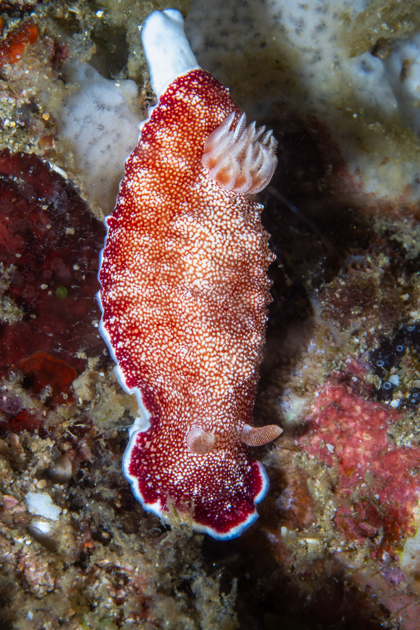 Reticulated Chromodoris