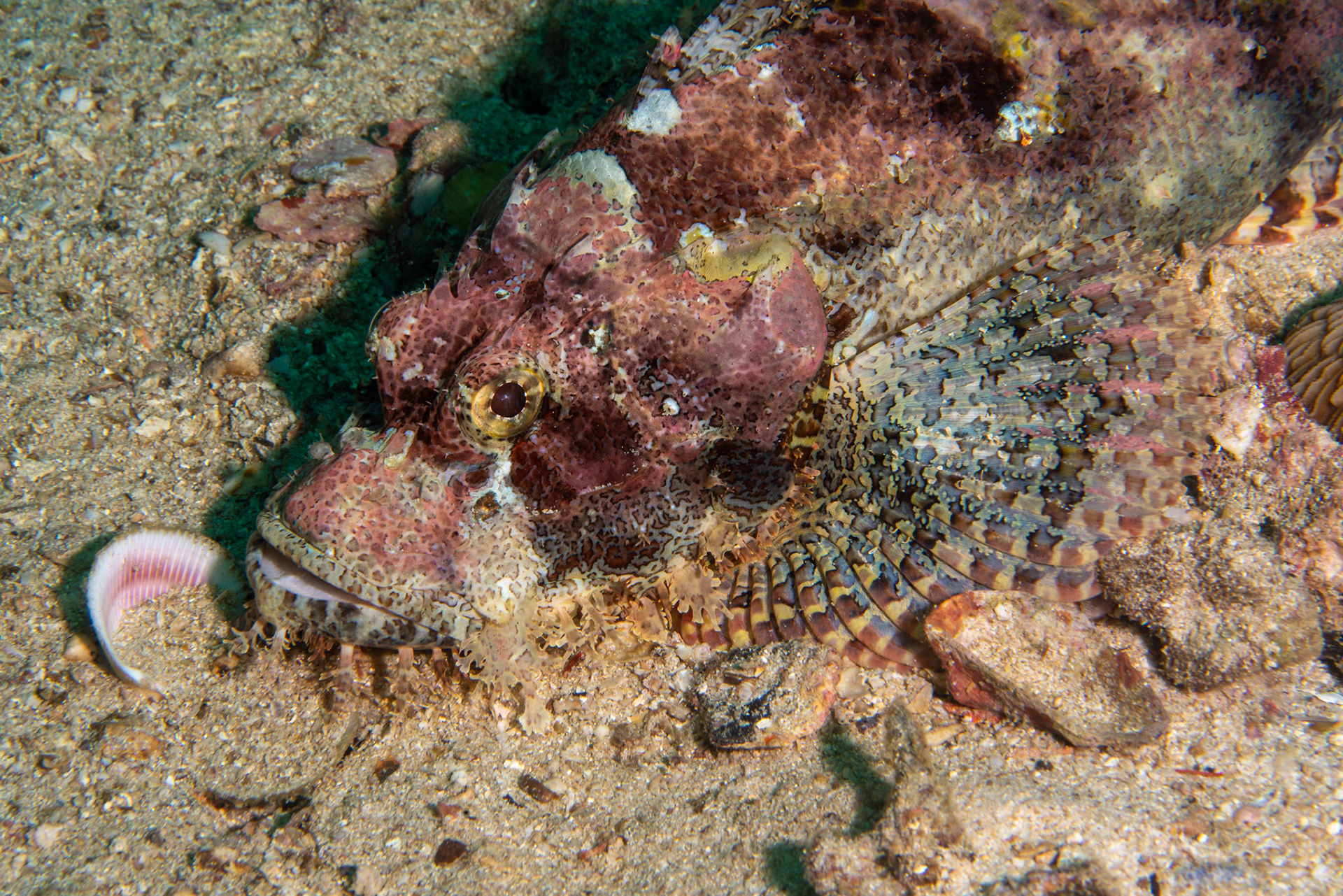 Scorpion Fish