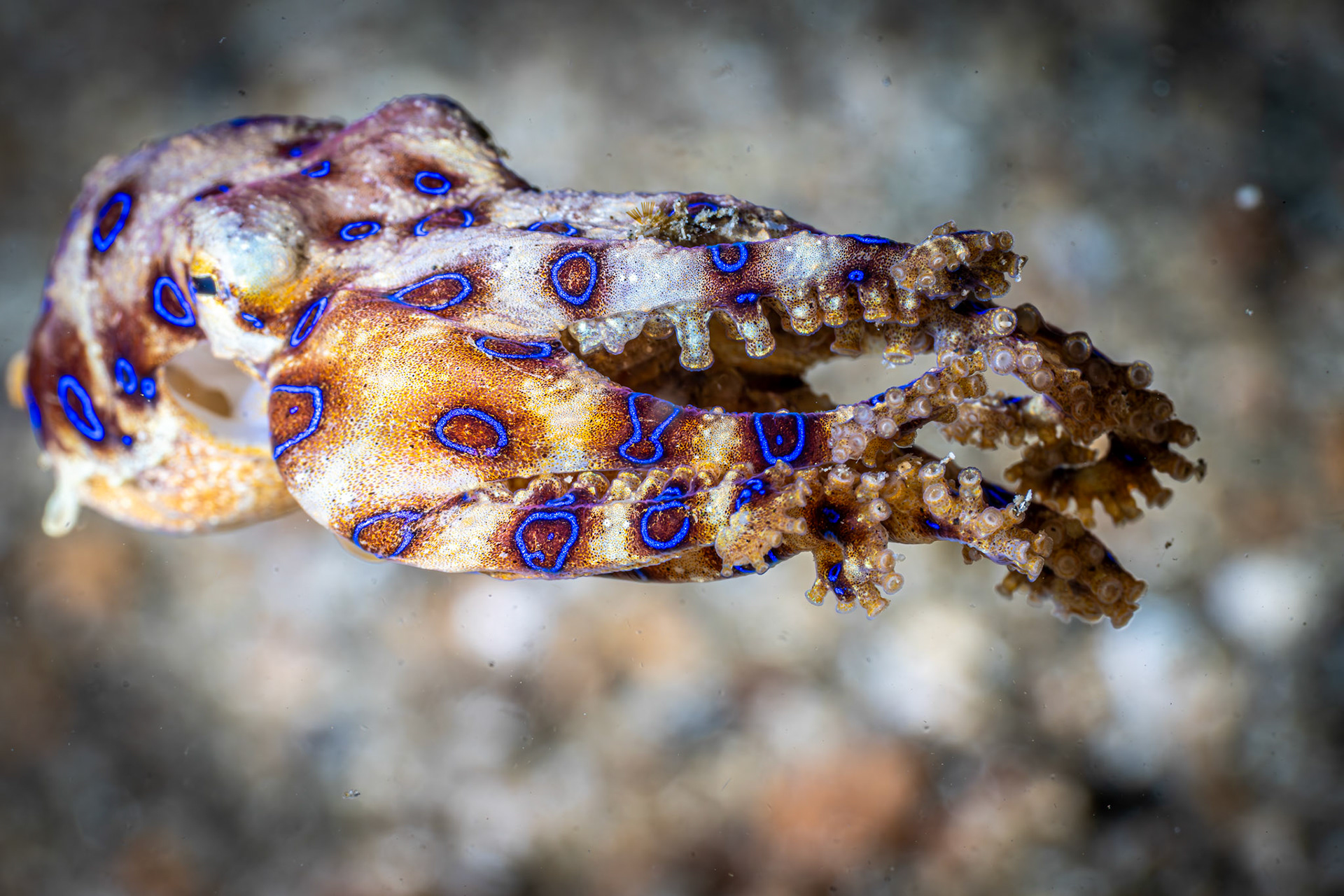 Blue ringed octopus
