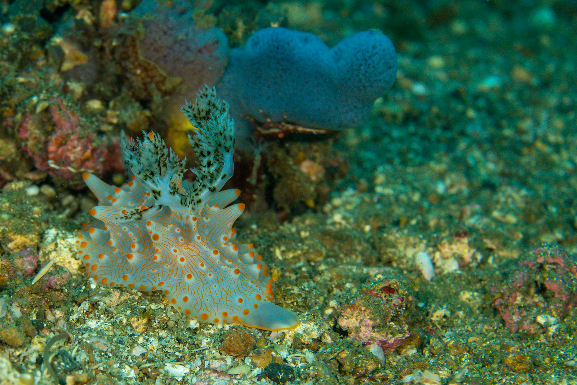 Halgerda Batangas