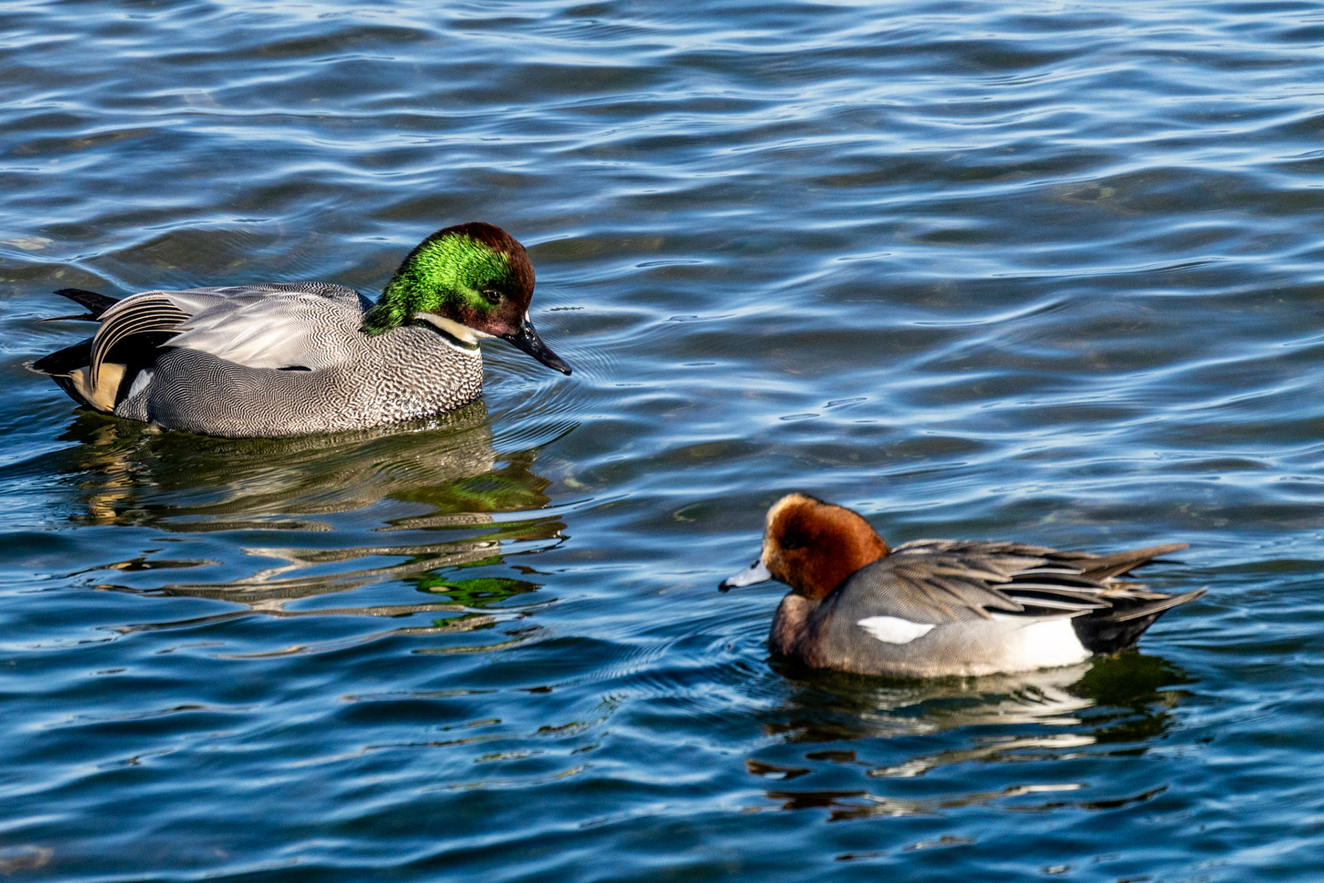 Baikal Teal and Eurasian Wigeon