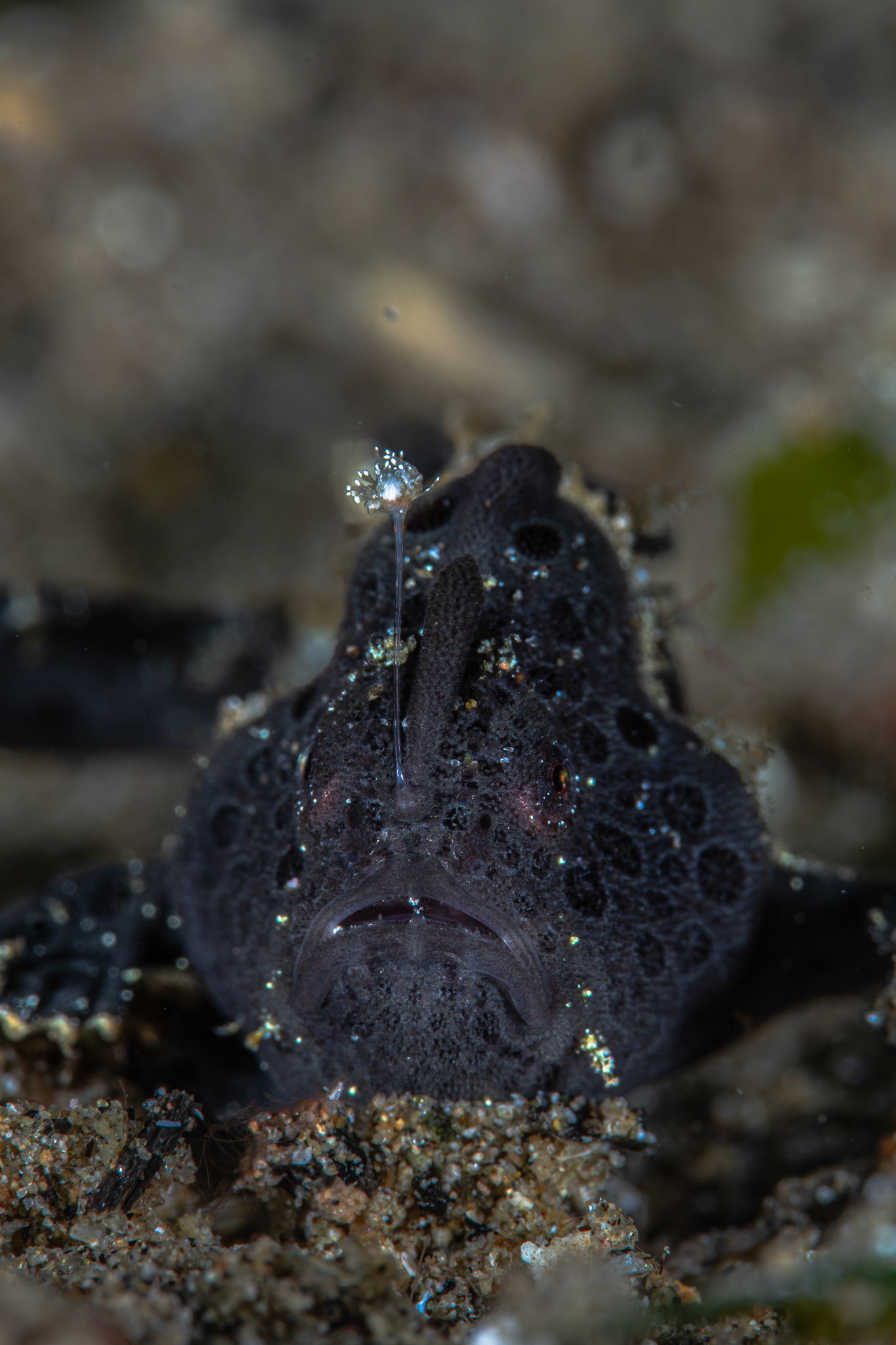 Black Frogfish (Antennarius Striatus)