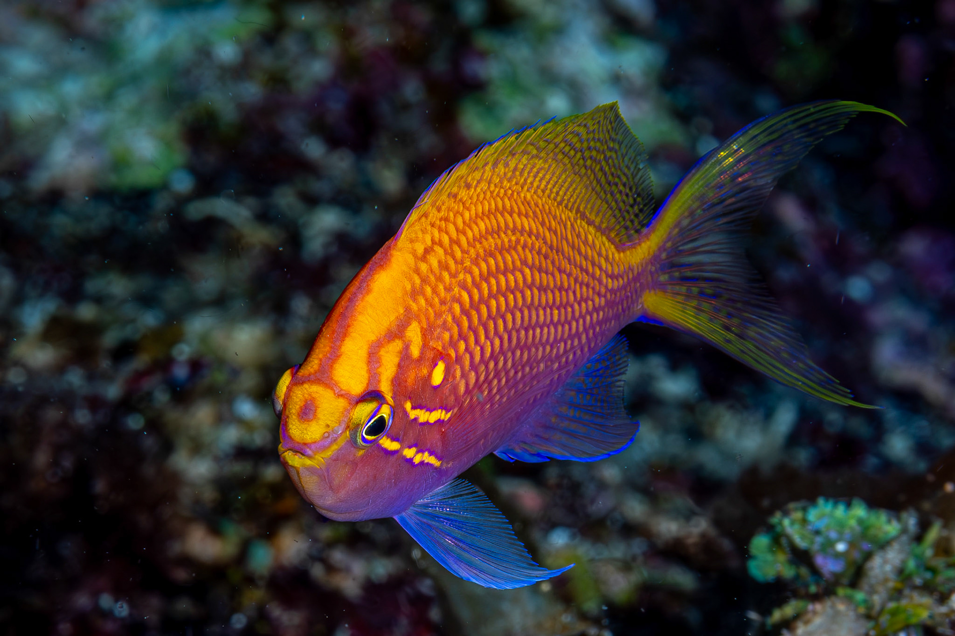 Hawkfisg Anthias