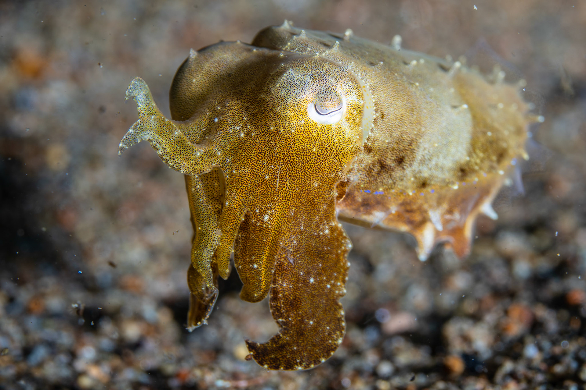 Common cuttlefish