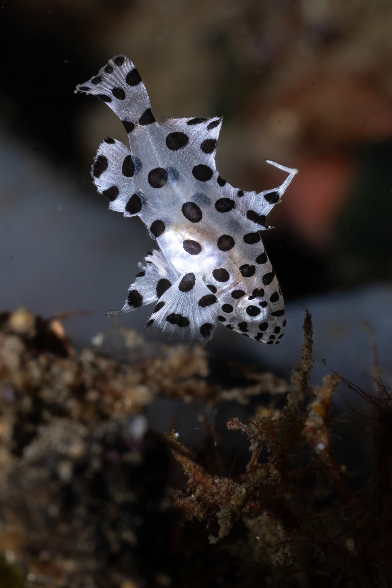 Barracuda (juvenile)