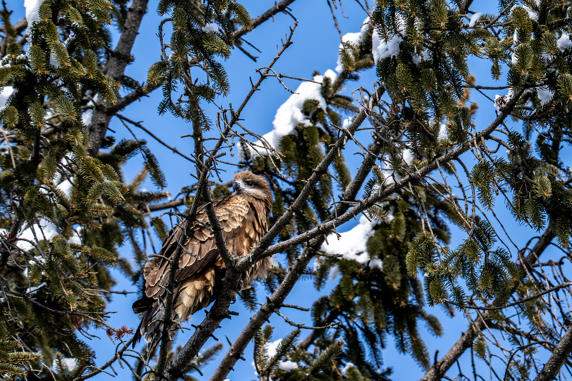 Black Kite