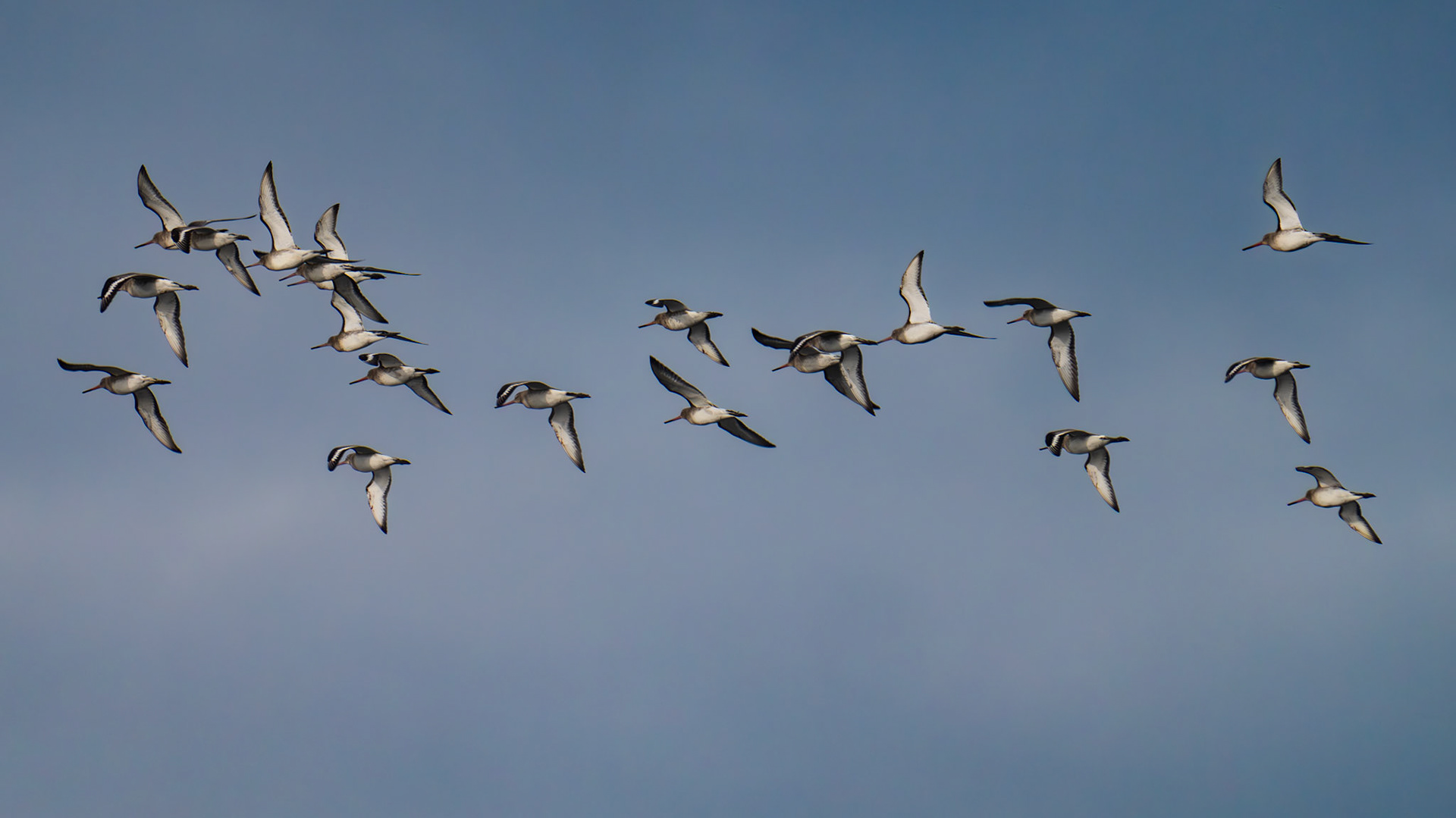 Black Tailled Godwit