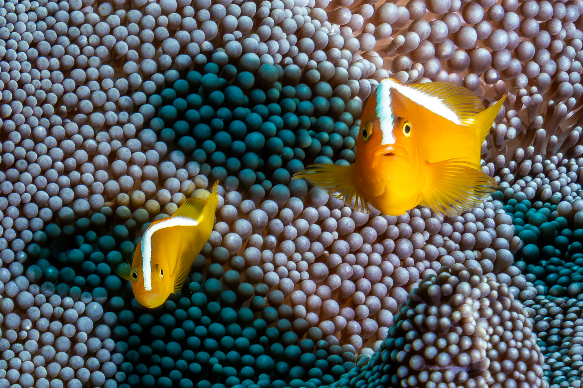 orange skunk clownfish or orange anemonefish