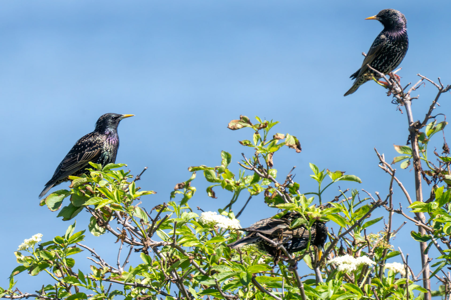Starlings