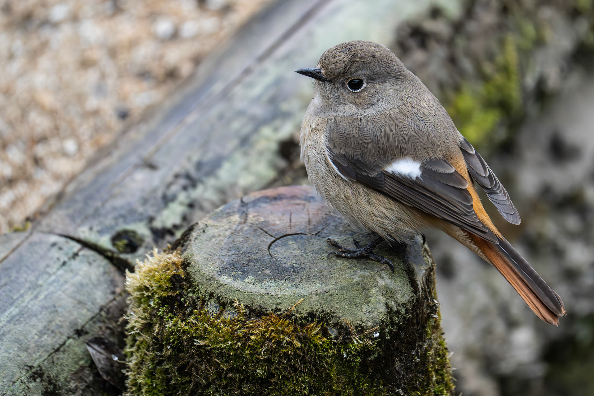 Darien Redstart