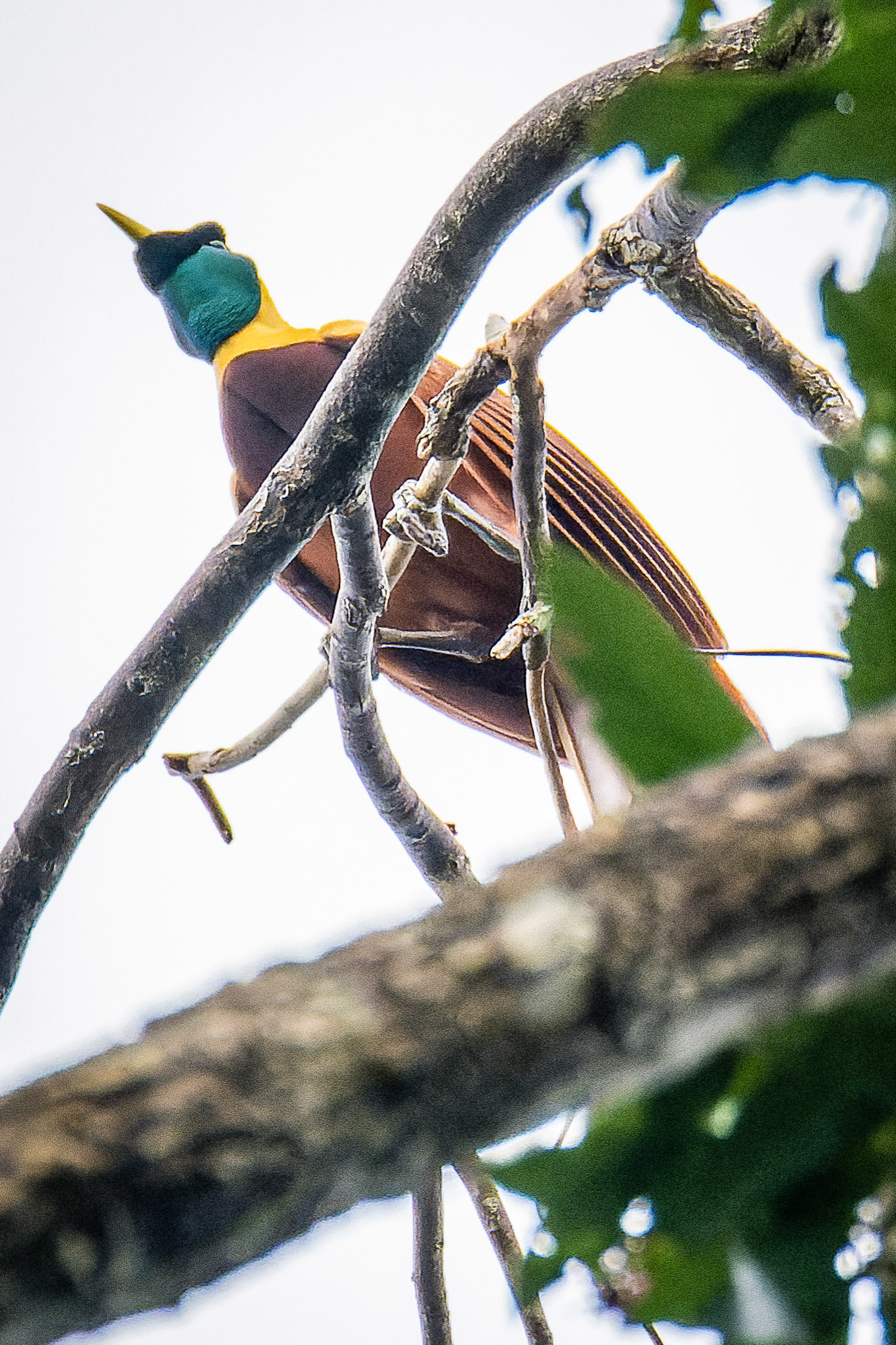 Red bird of Paradise