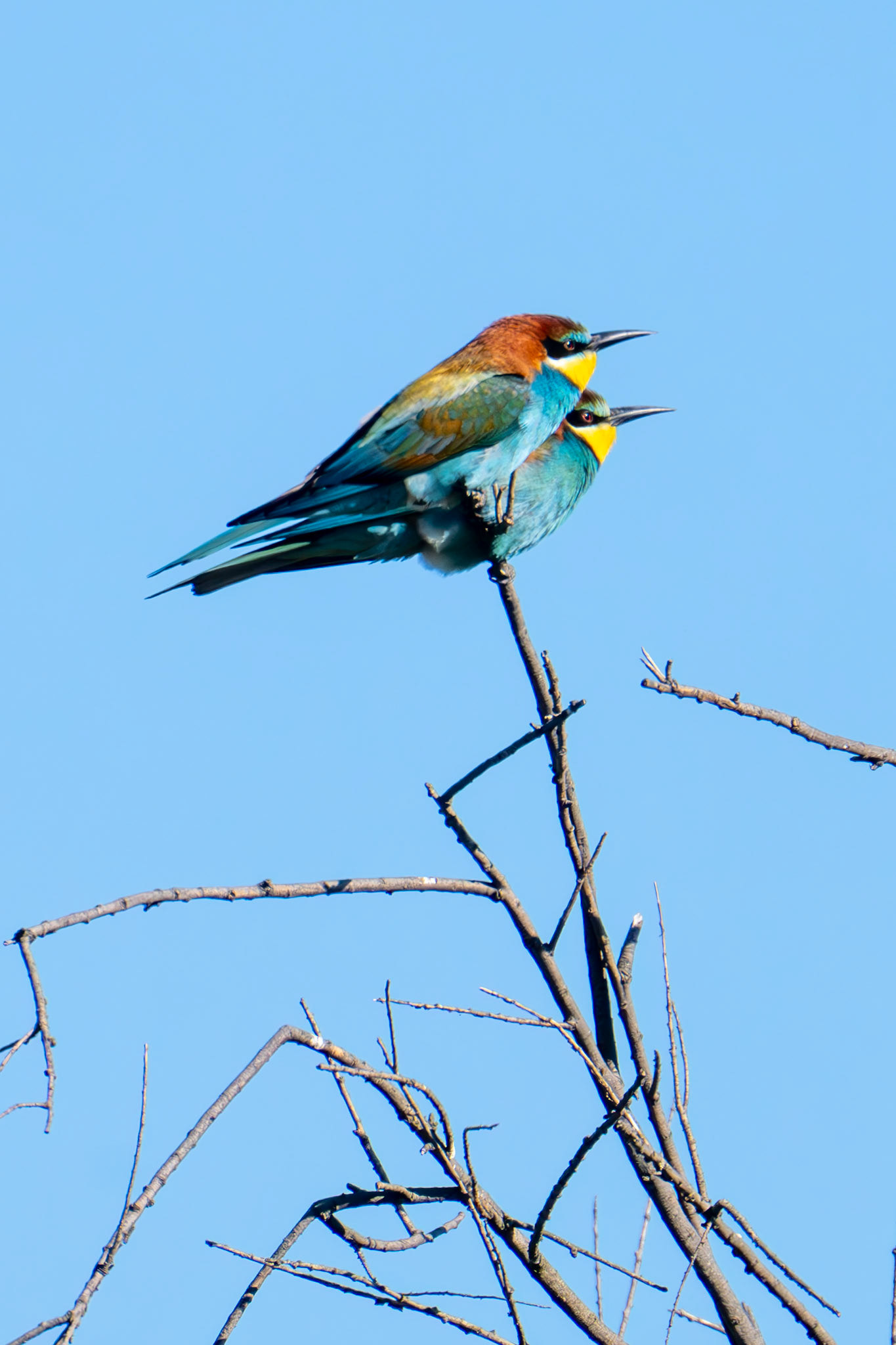Bee-Eater
