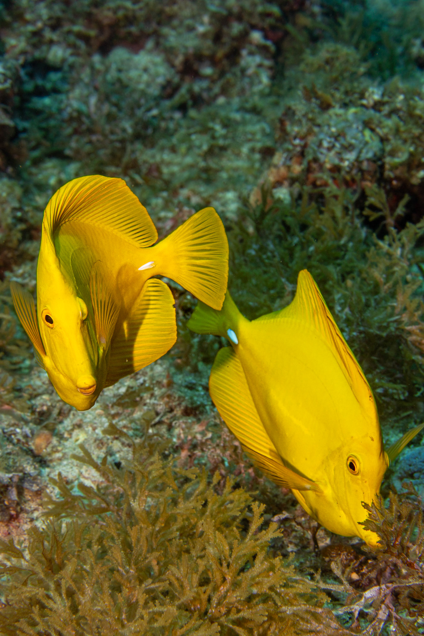 Yellow tang