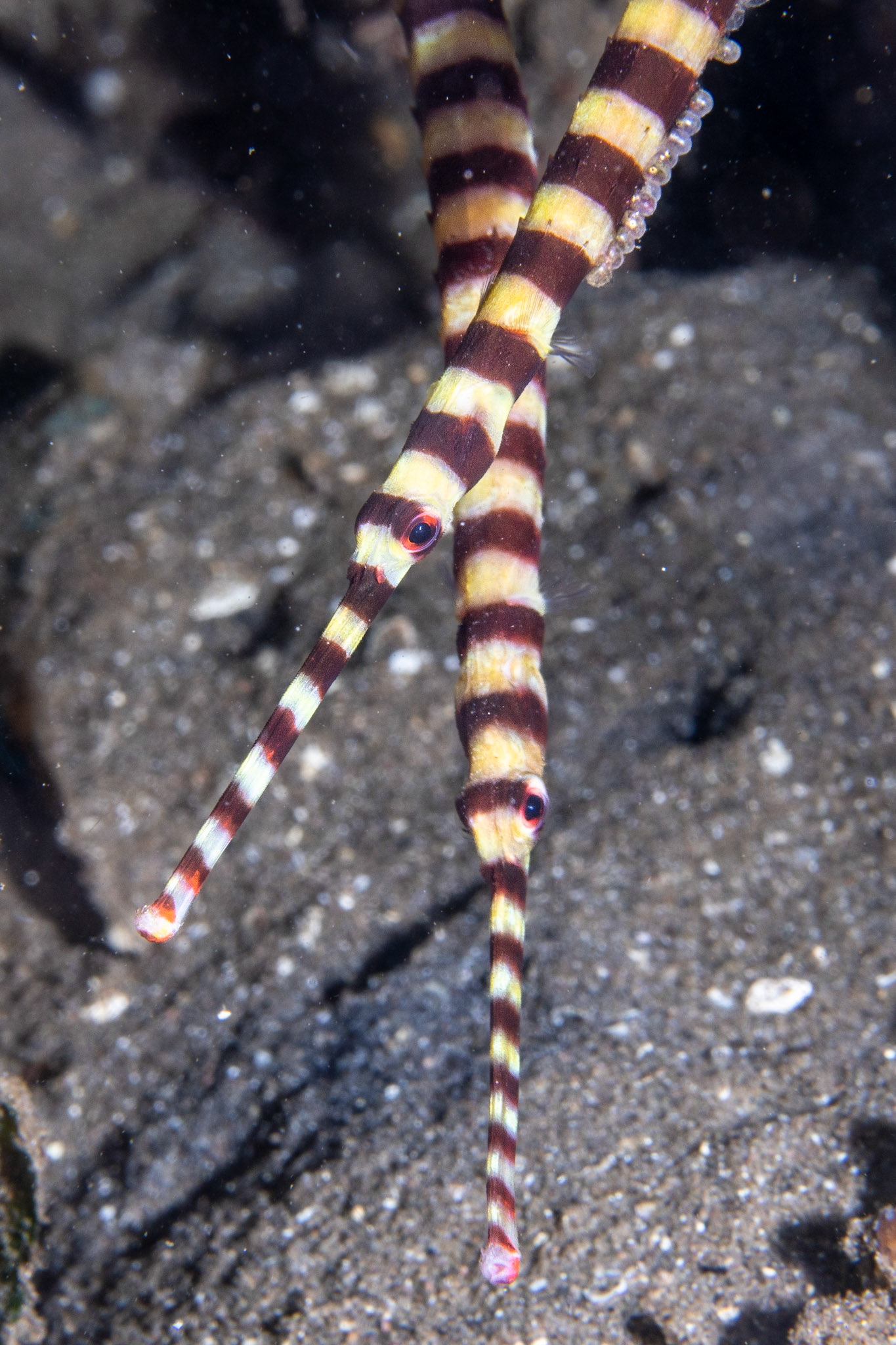 Pipe Fish
