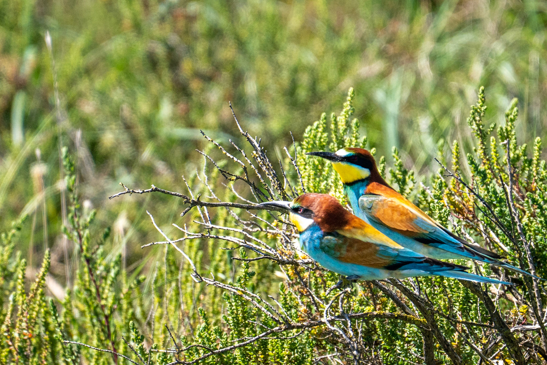 Bee-Eater