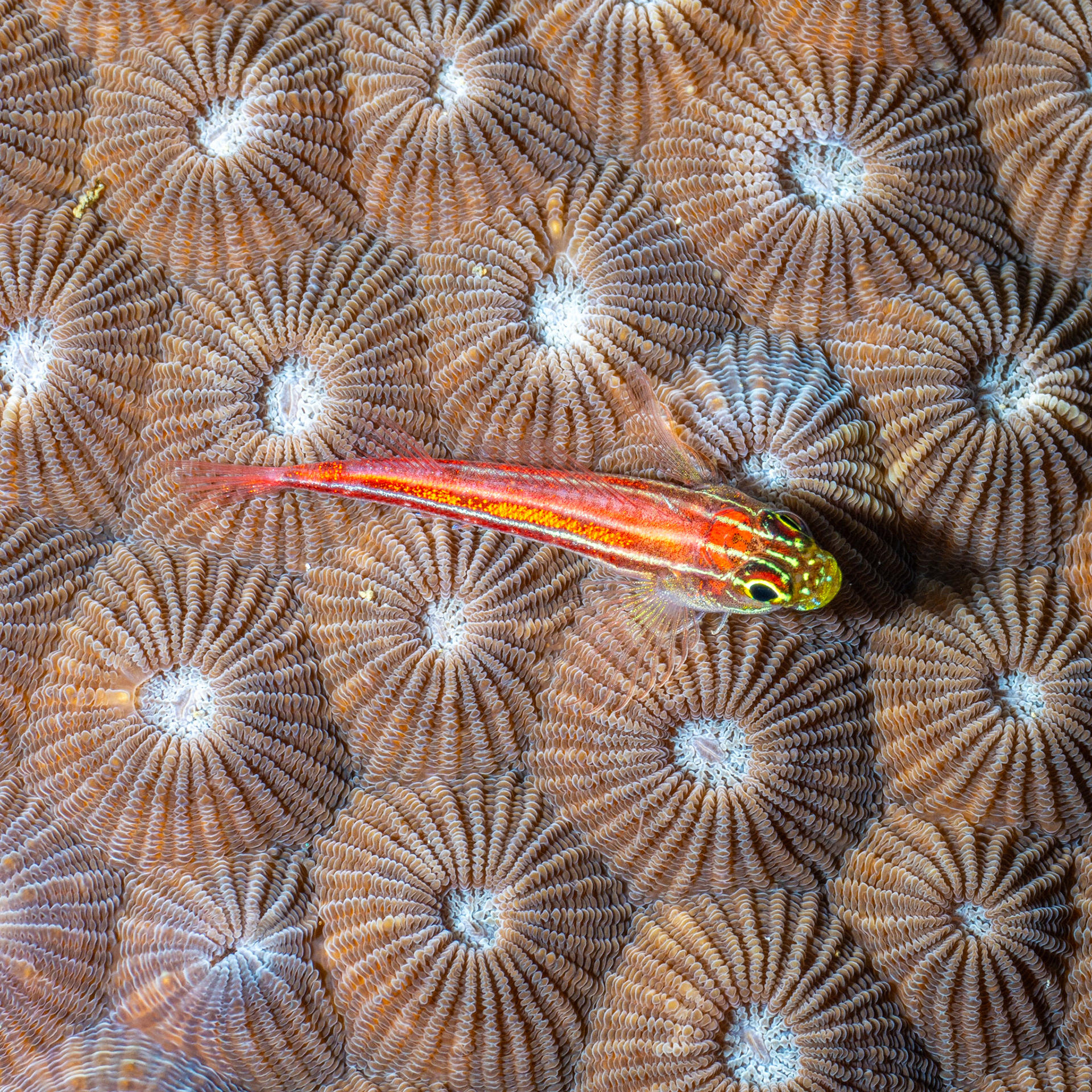 Striped triplefin (Helcogramma striata)