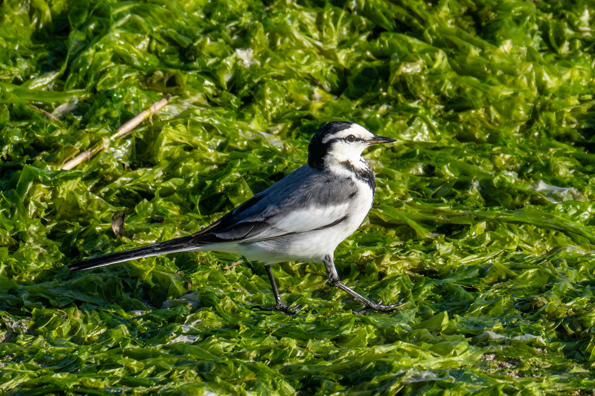 Japanese wagtail