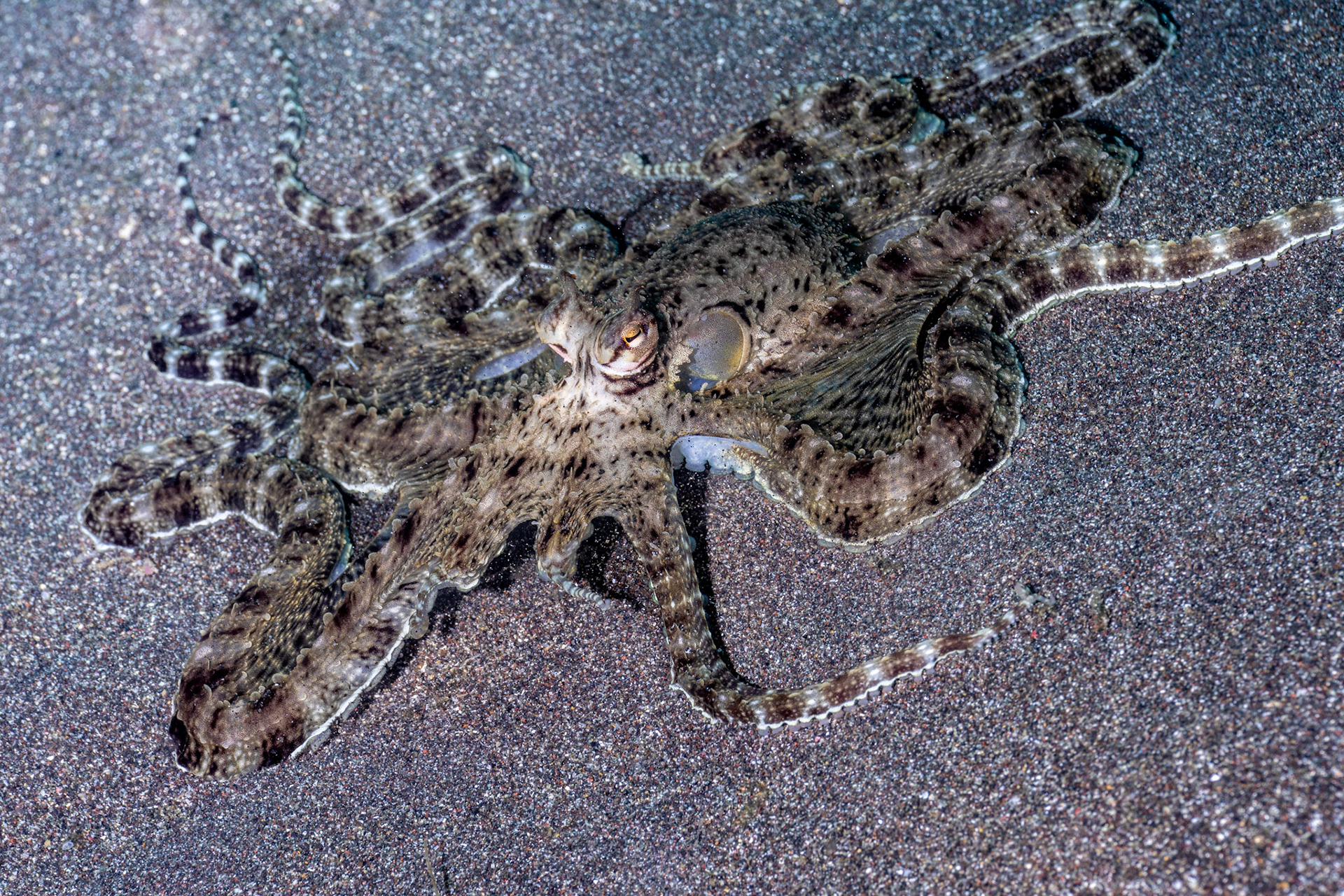 Mimic Octopus