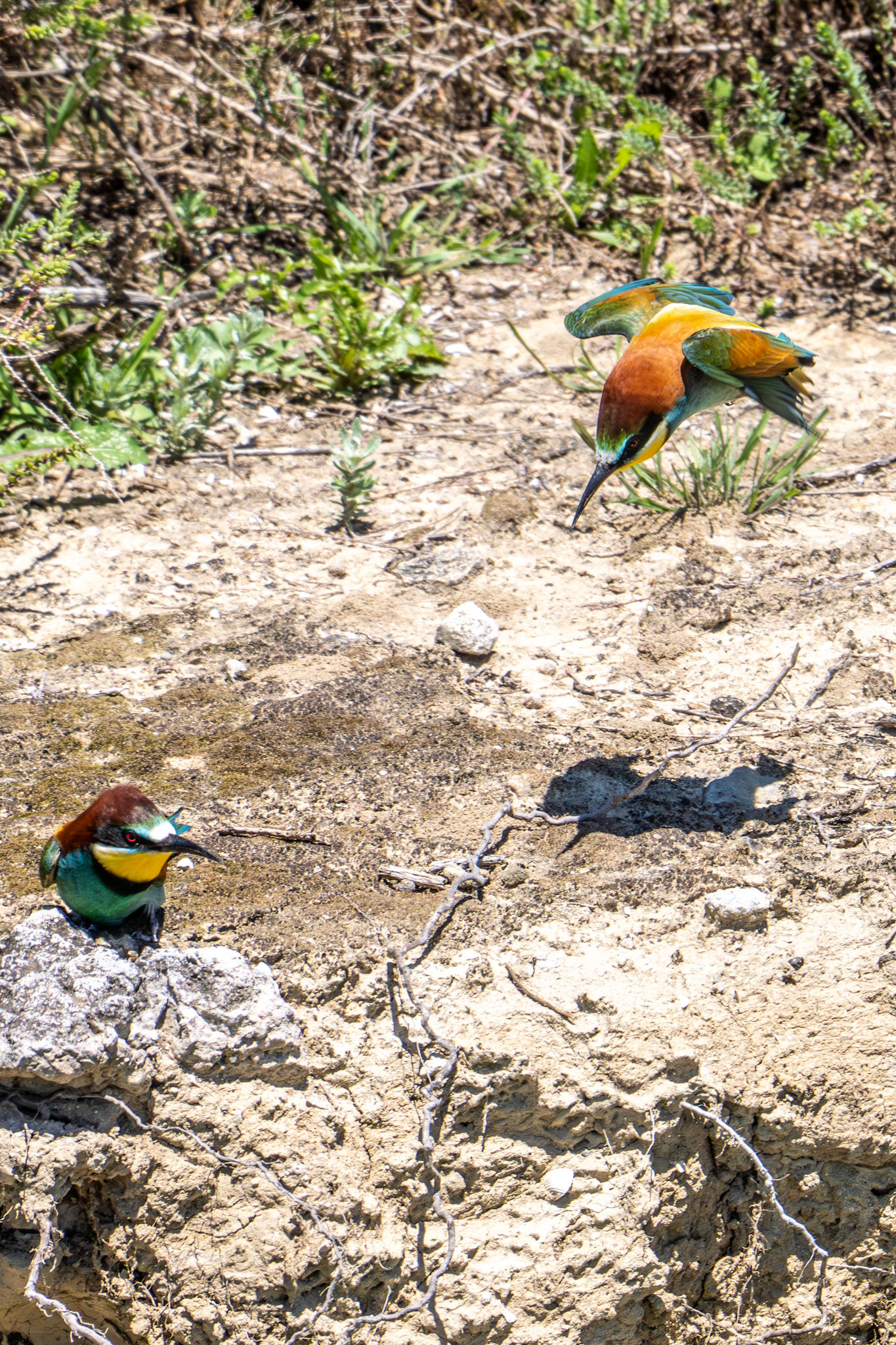 Bee-Eater