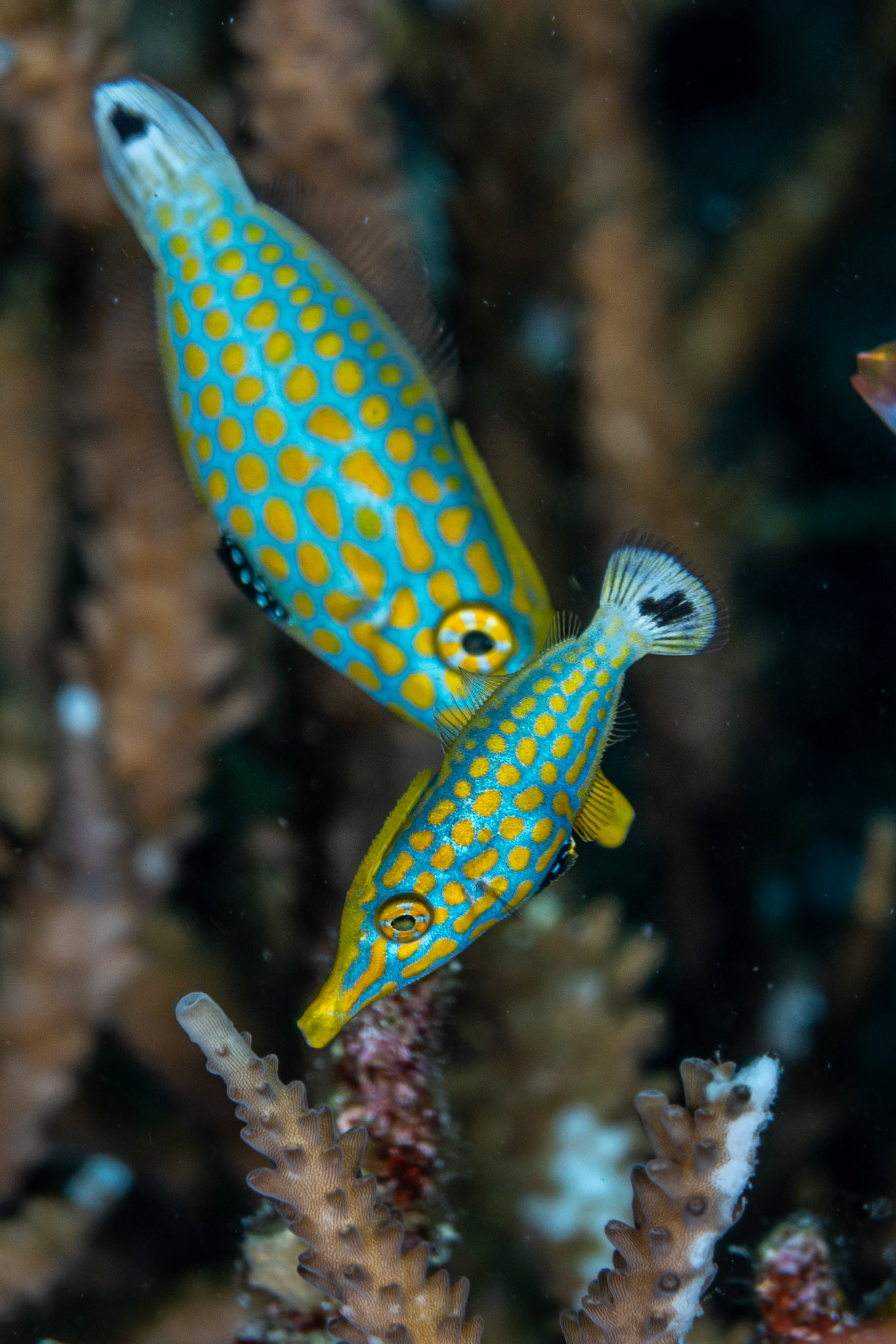 Orange Spotted Filefish