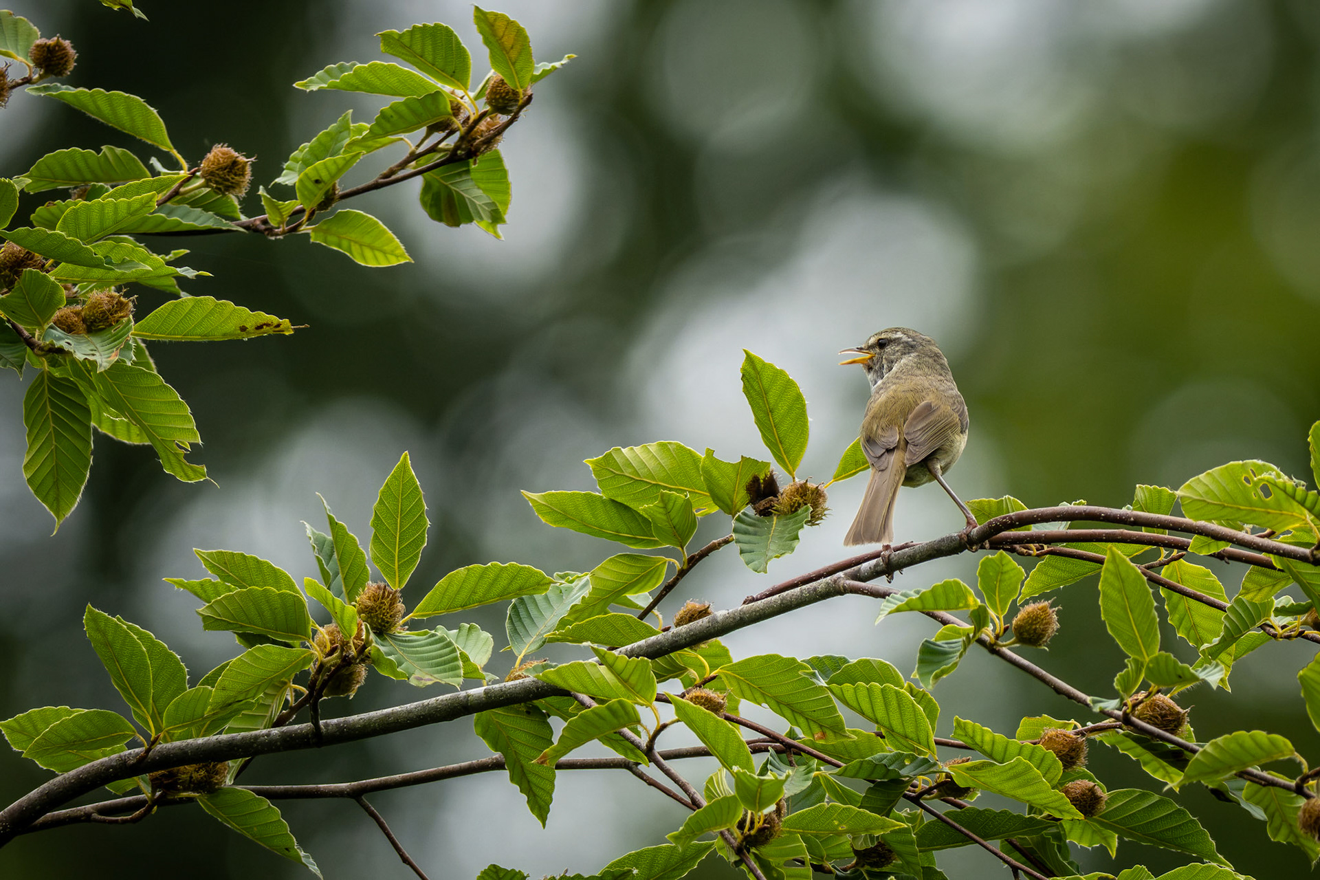 Bush Warbler