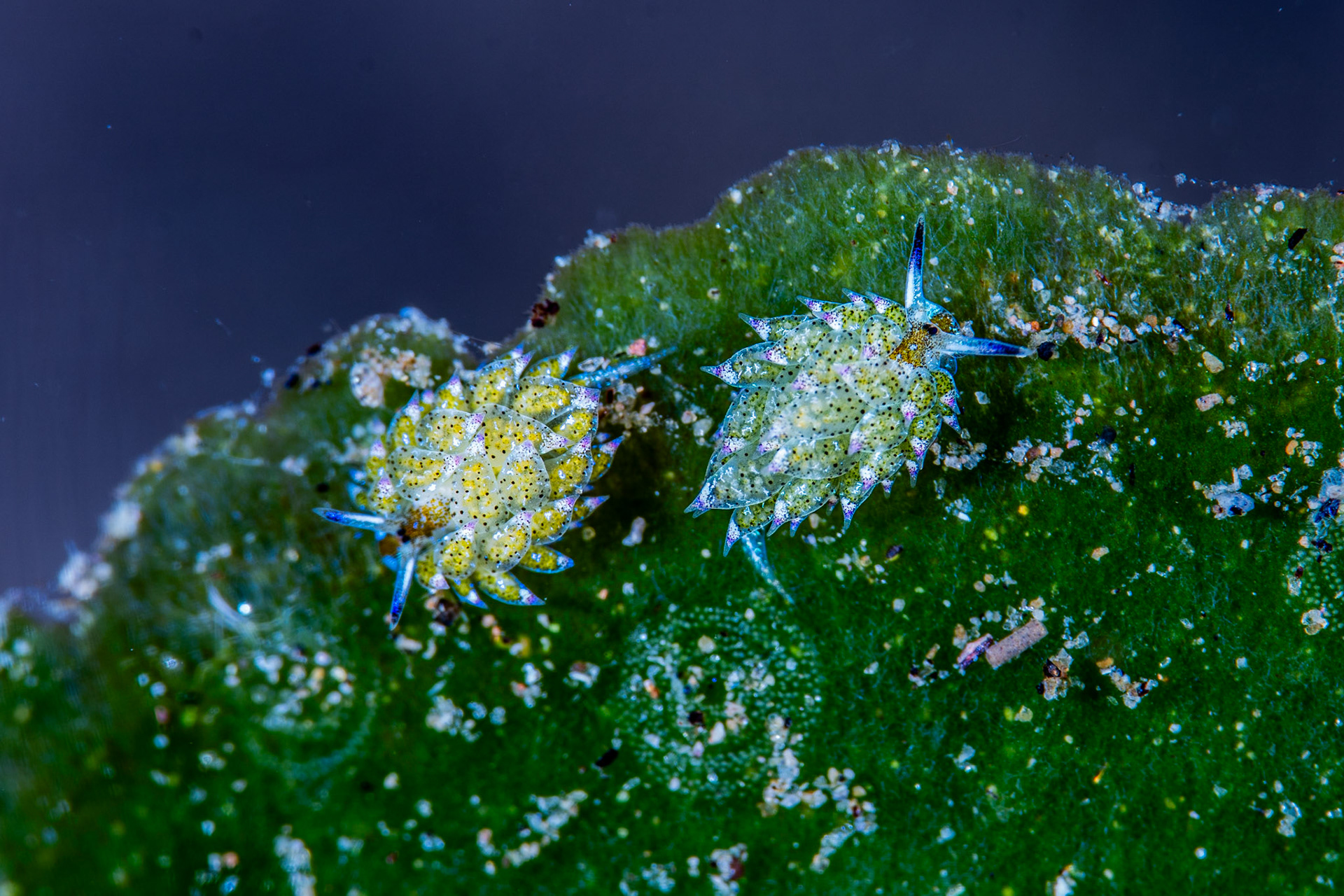 Costasiella kuroshimae, the slug named “Shaun the Sheep”