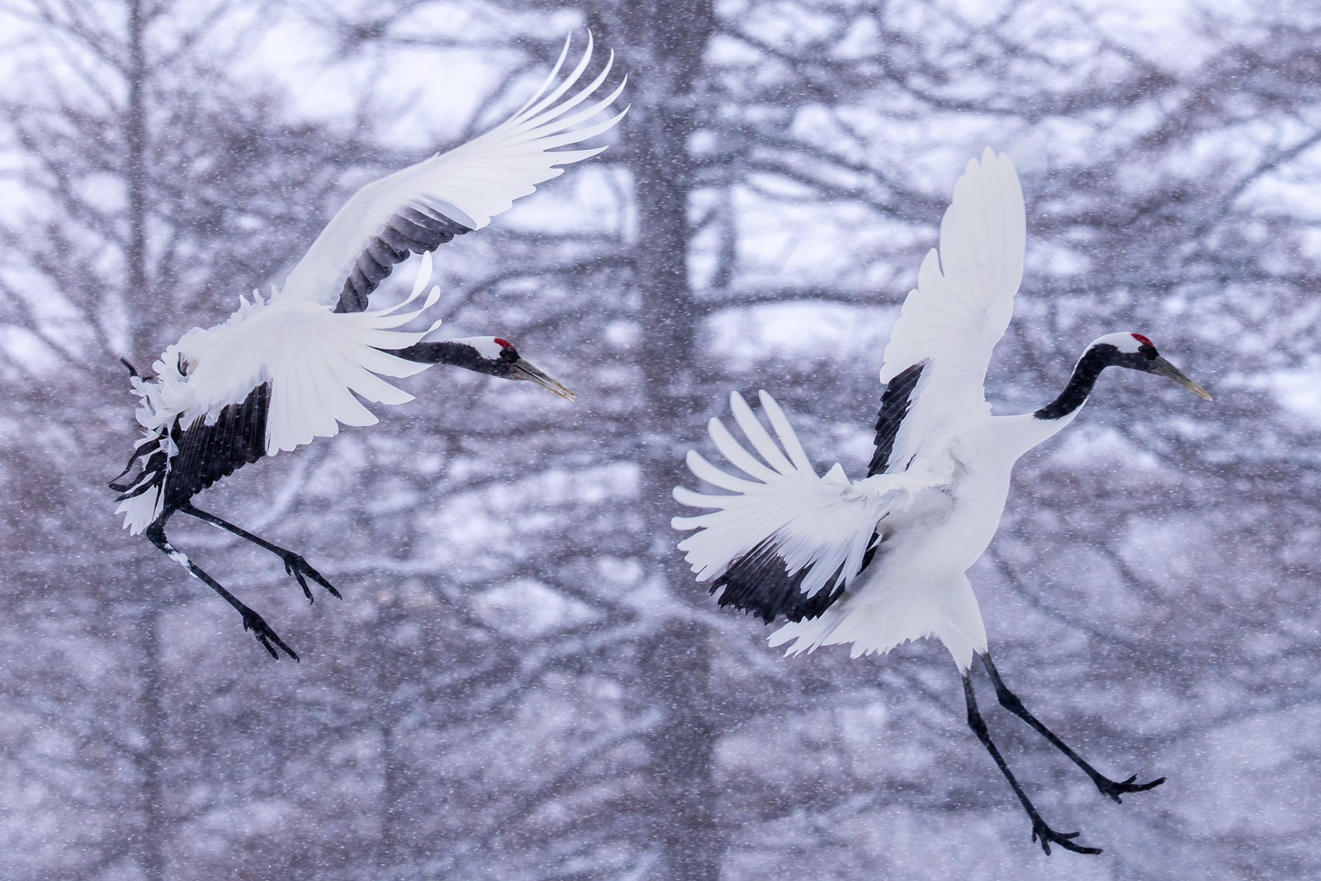 Red-crowned crane 丹頂鶴