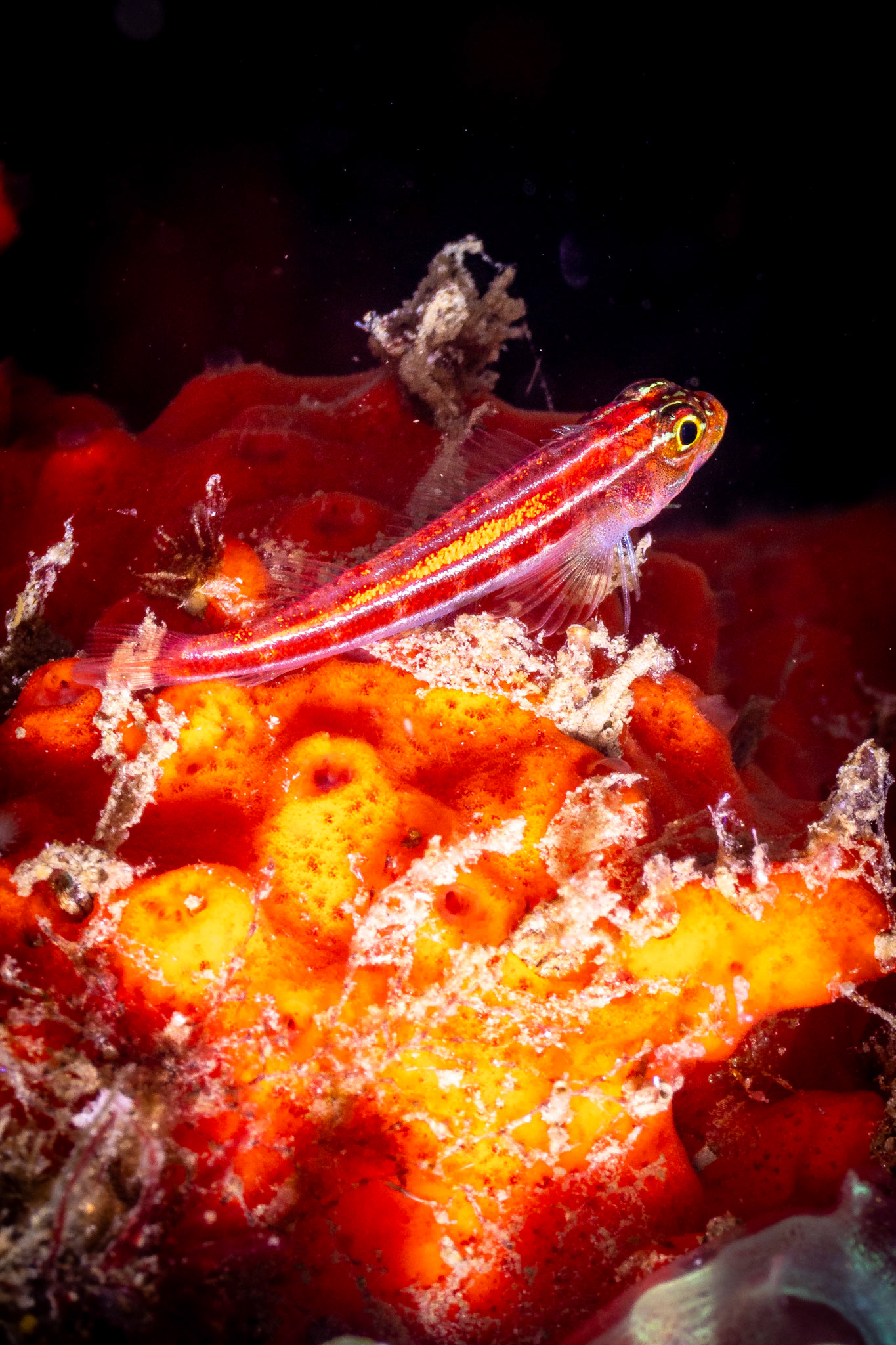 Pygmy goby (Eviota sp)