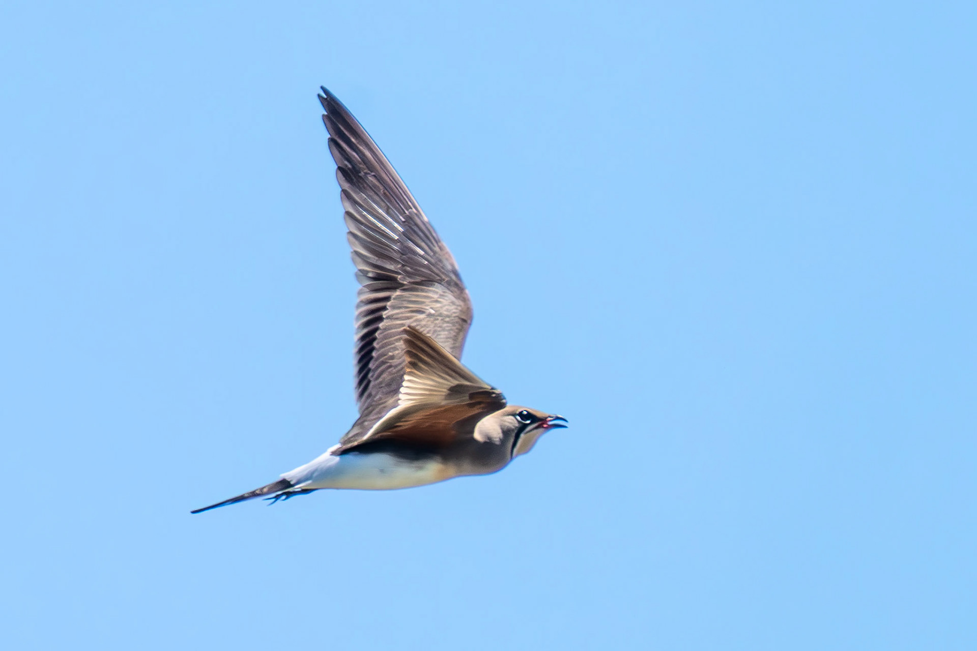 Collared Pratincole