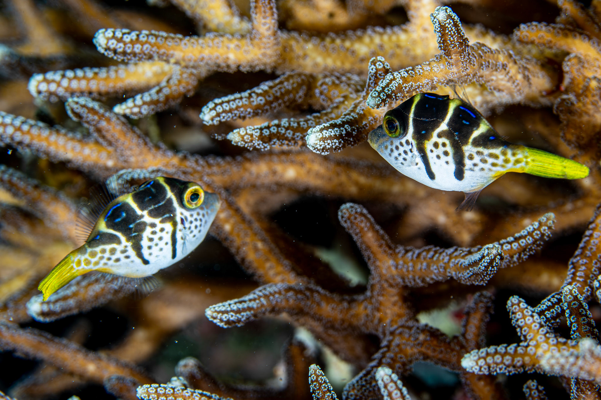 Blacksaddle Filefish