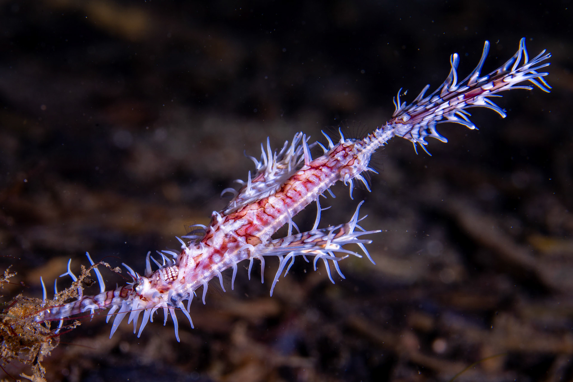 Harlequin Ghost Pipefish