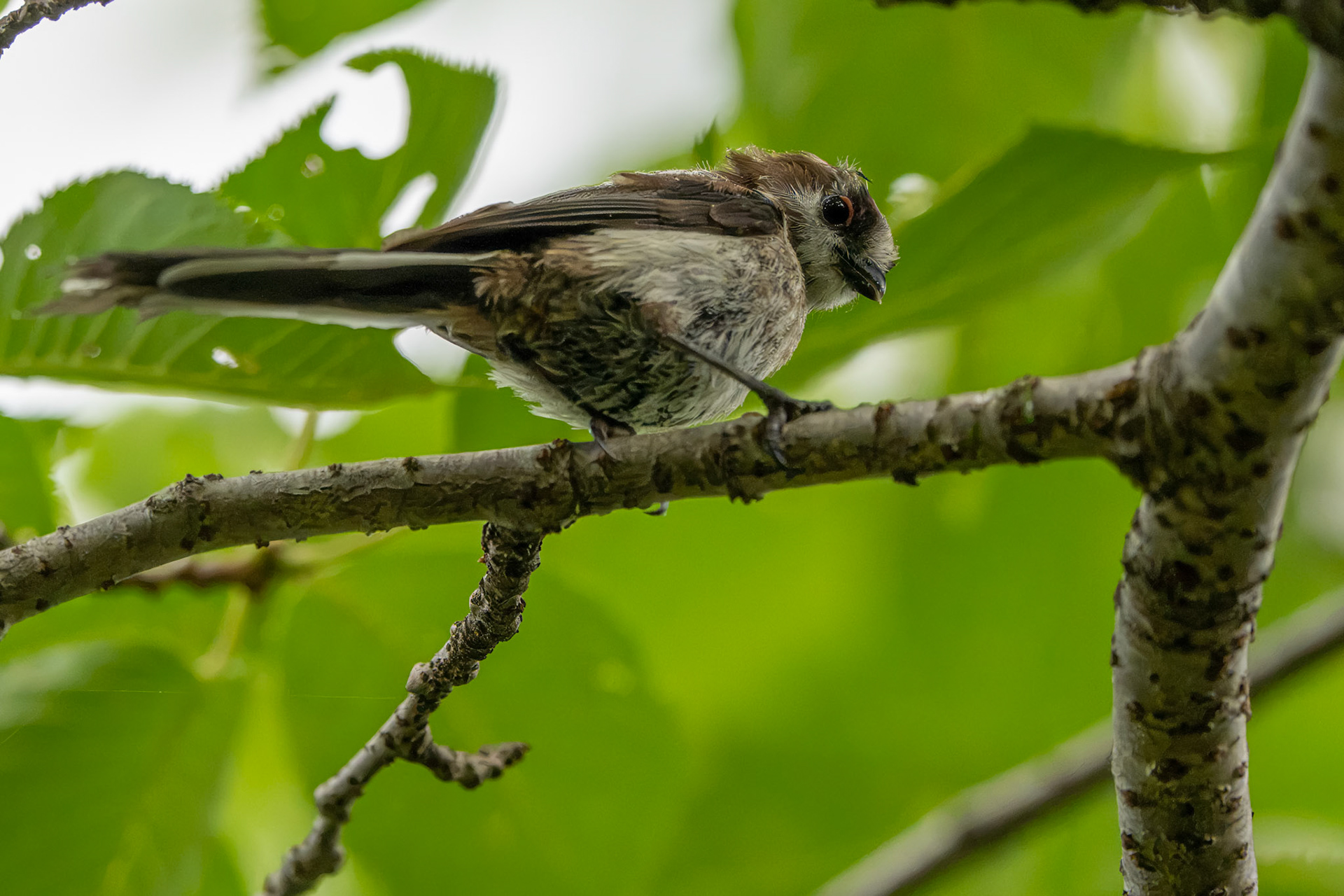 Long Tailled Tit