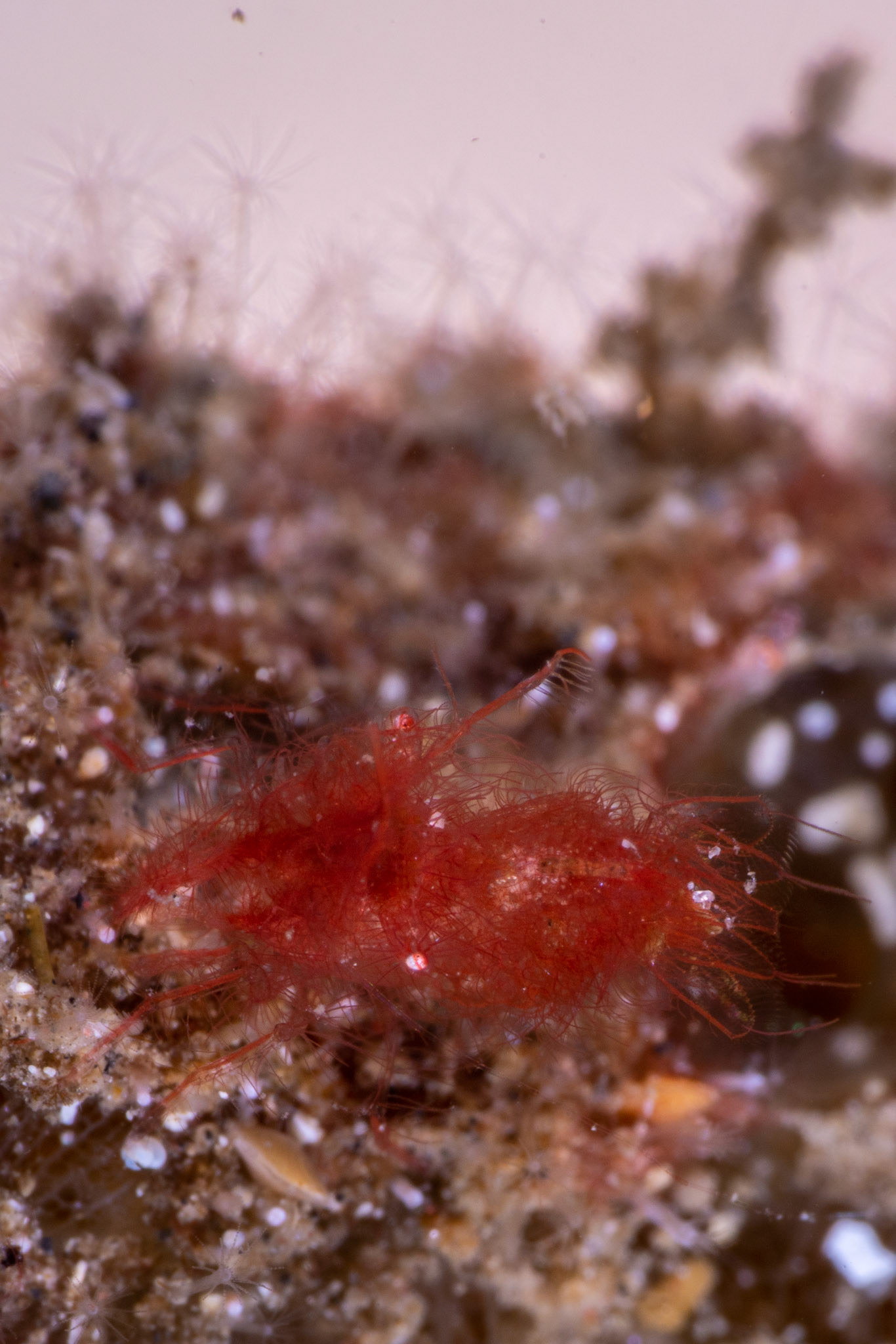 Hairy Shrimp