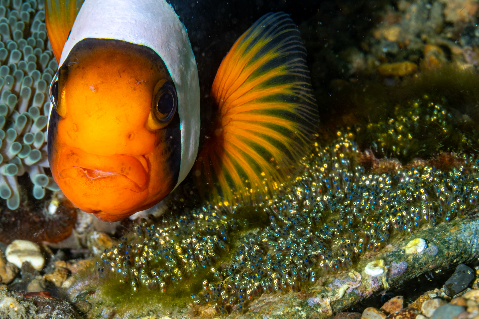 tomato clownfish (Amphiprion frenatus) with eggs