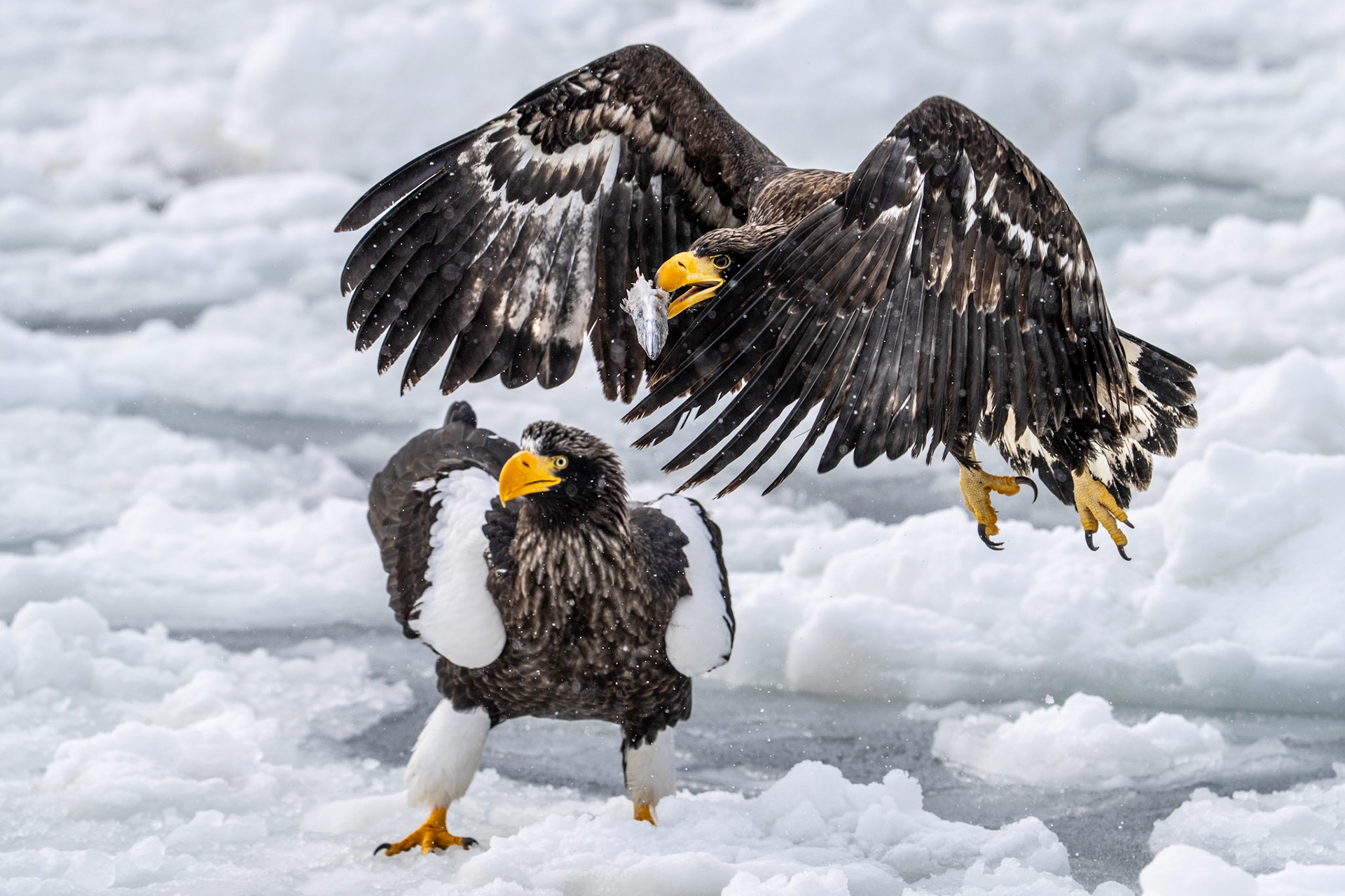 Stellers Sea Eagle