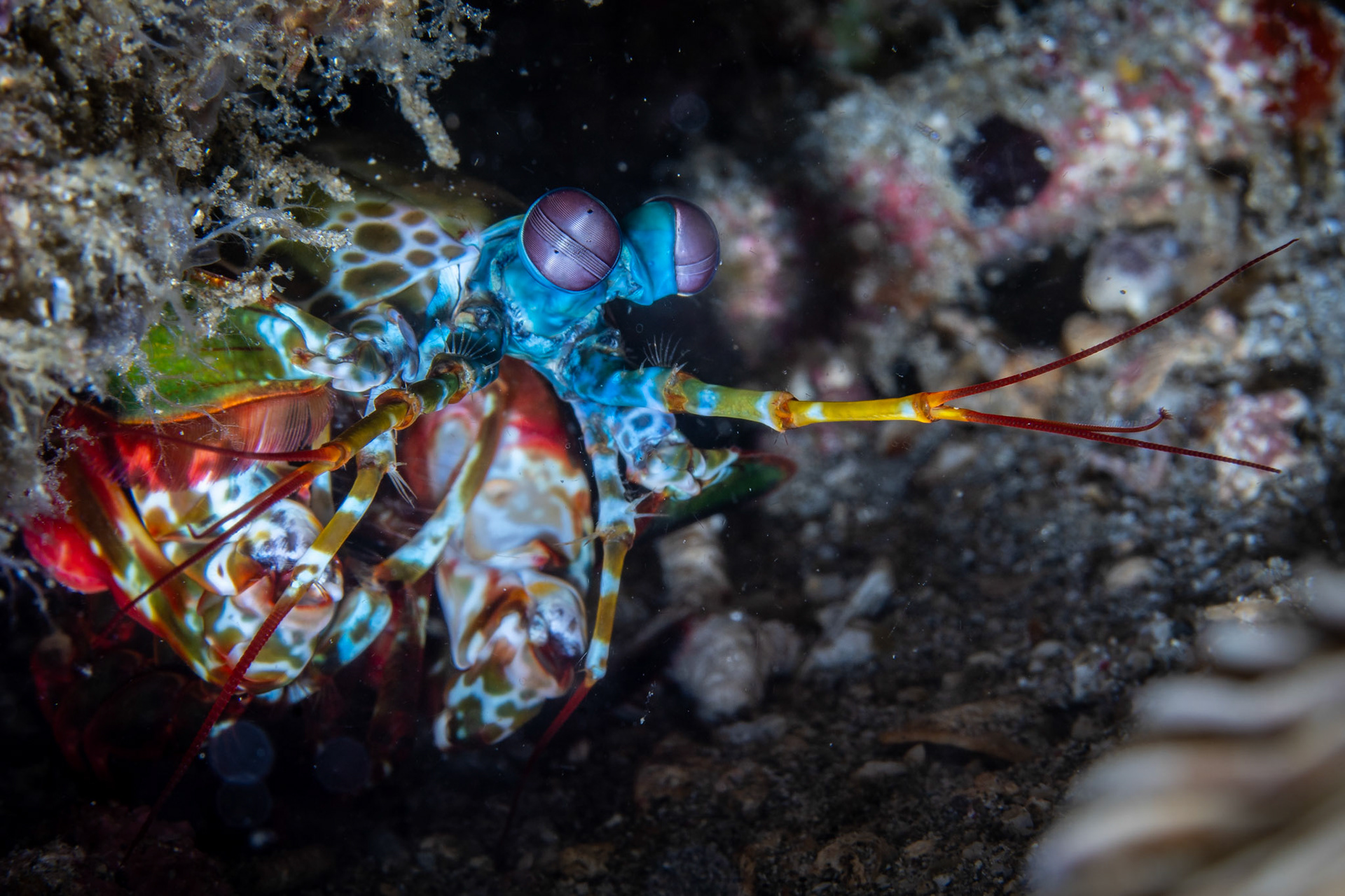 Mantis Shrimp