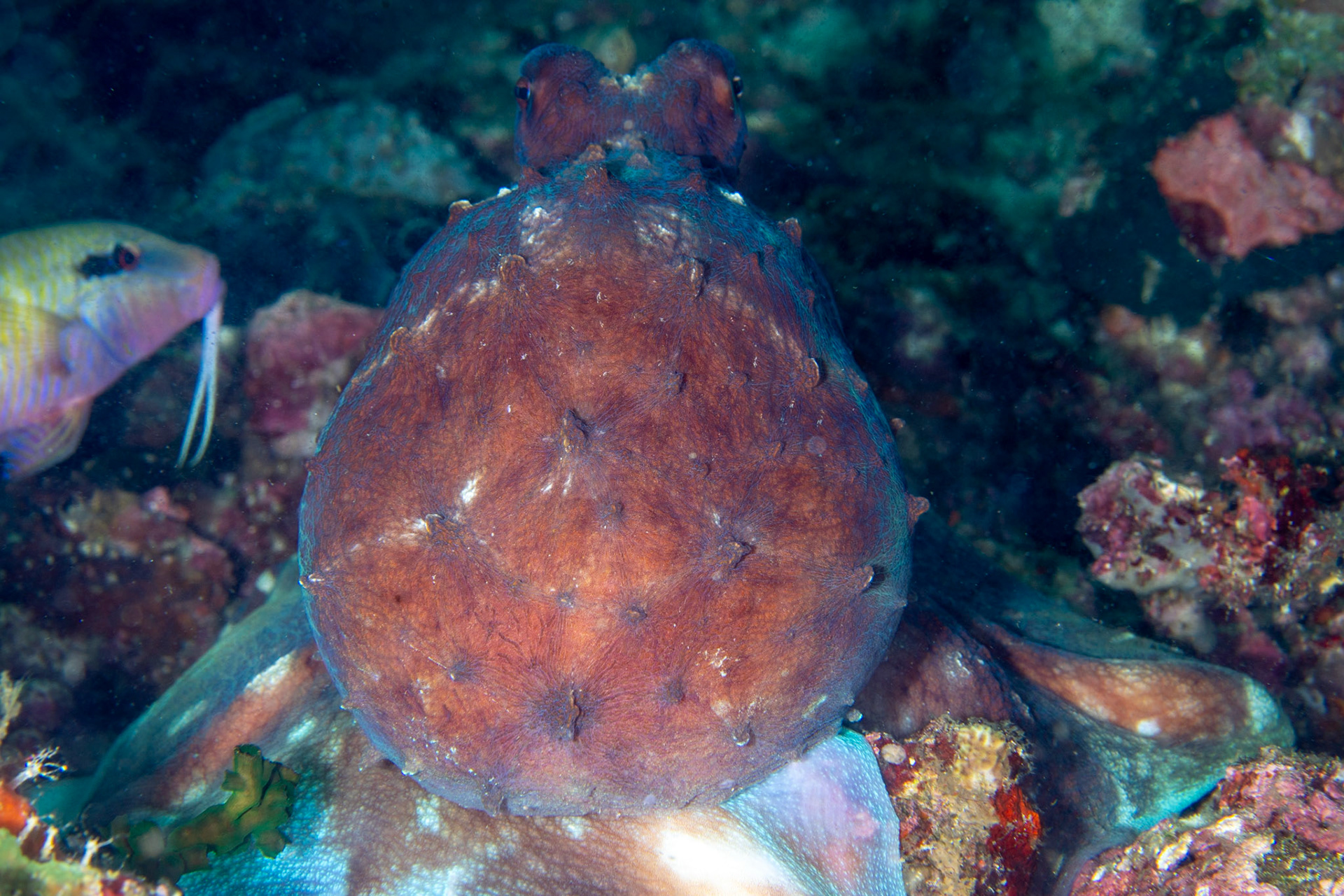 Common Octopus