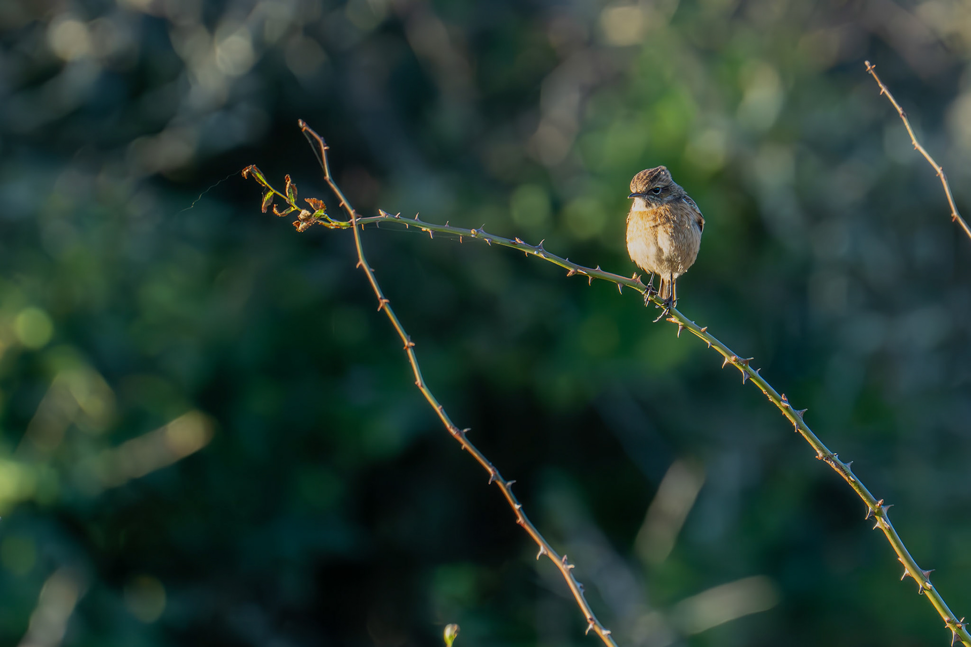 Flycatcher
