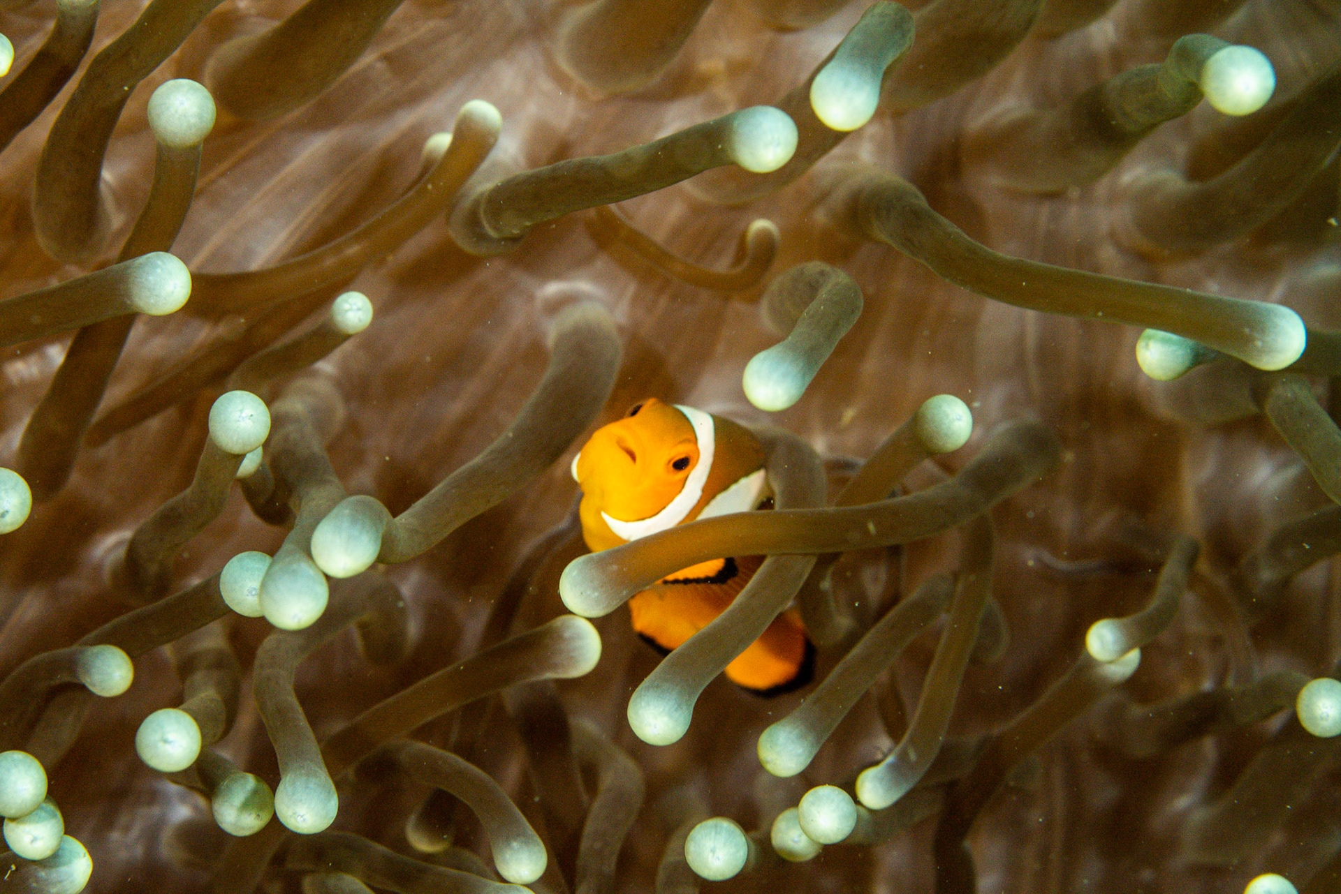 Clown Fish