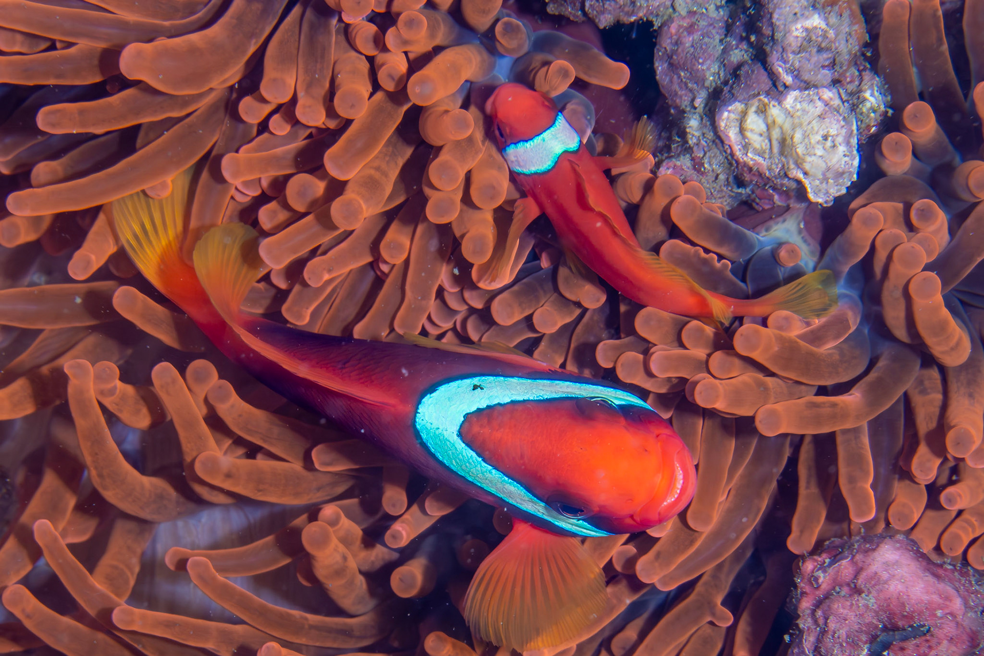 Tomato clownfish (Amphiprion frenatus)