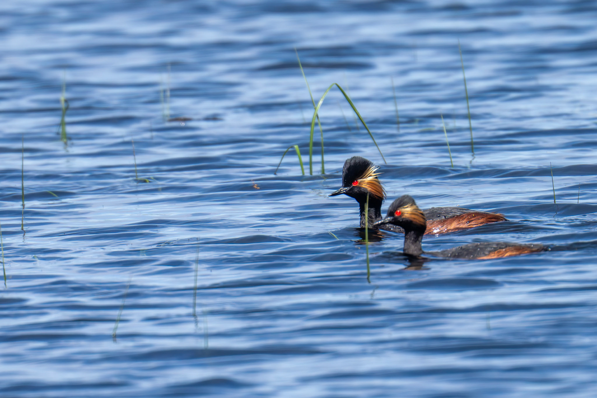 Black Necked grebe