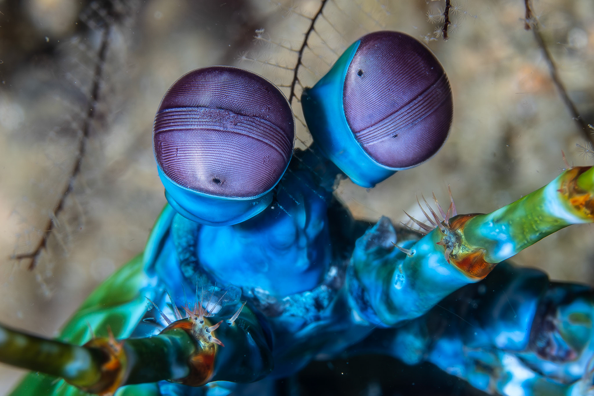 Mantis Shrimp