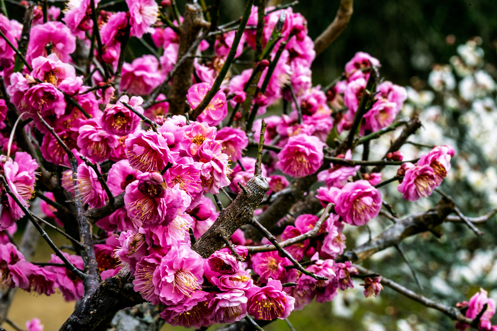 Plum blossem Shikoku