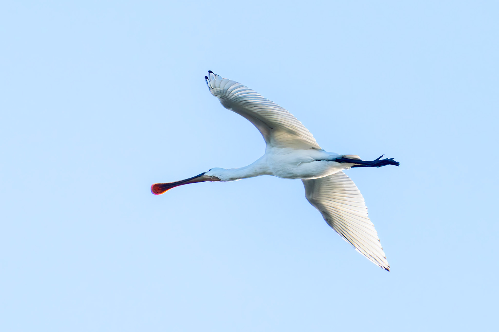 Spoonbill