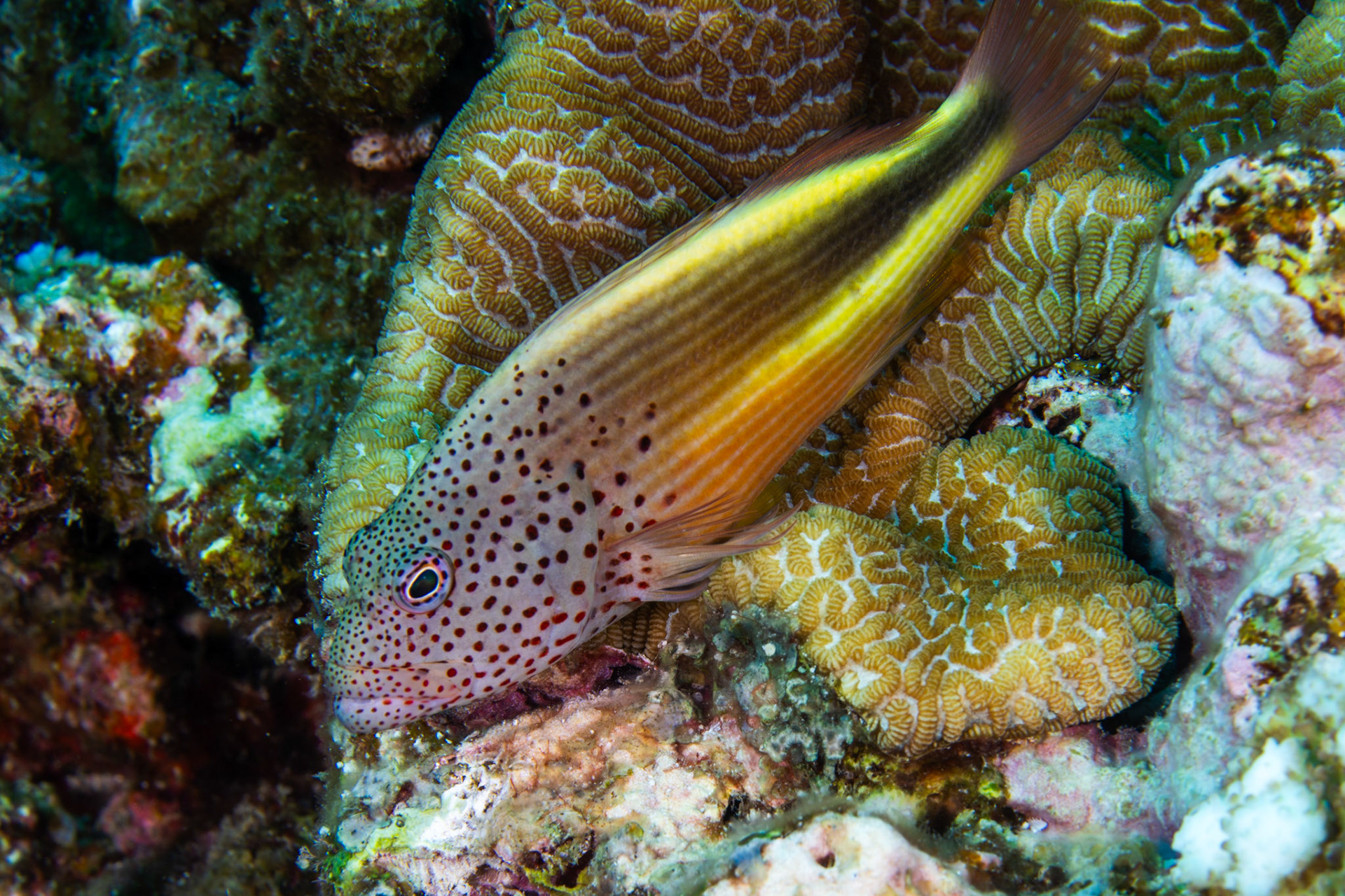 Freckled Hawkfish