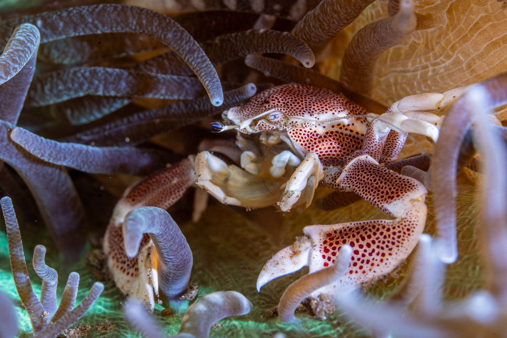 Spotted Porcelain Crab